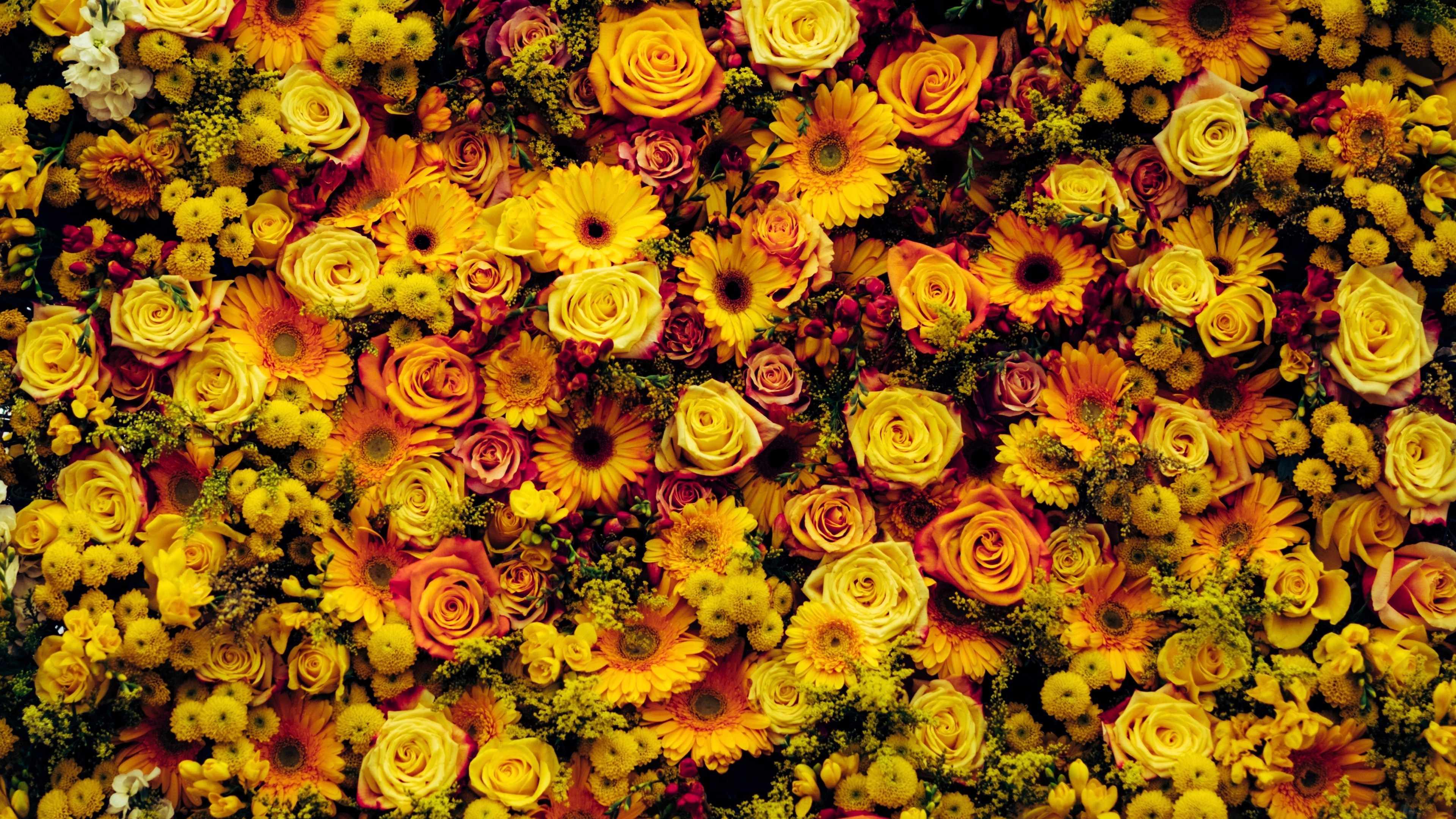 Sunflower, Cut Flowers, Flower Arranging, Spring, Flower - Sun Flower Wall Paper Iphone , HD Wallpaper & Backgrounds