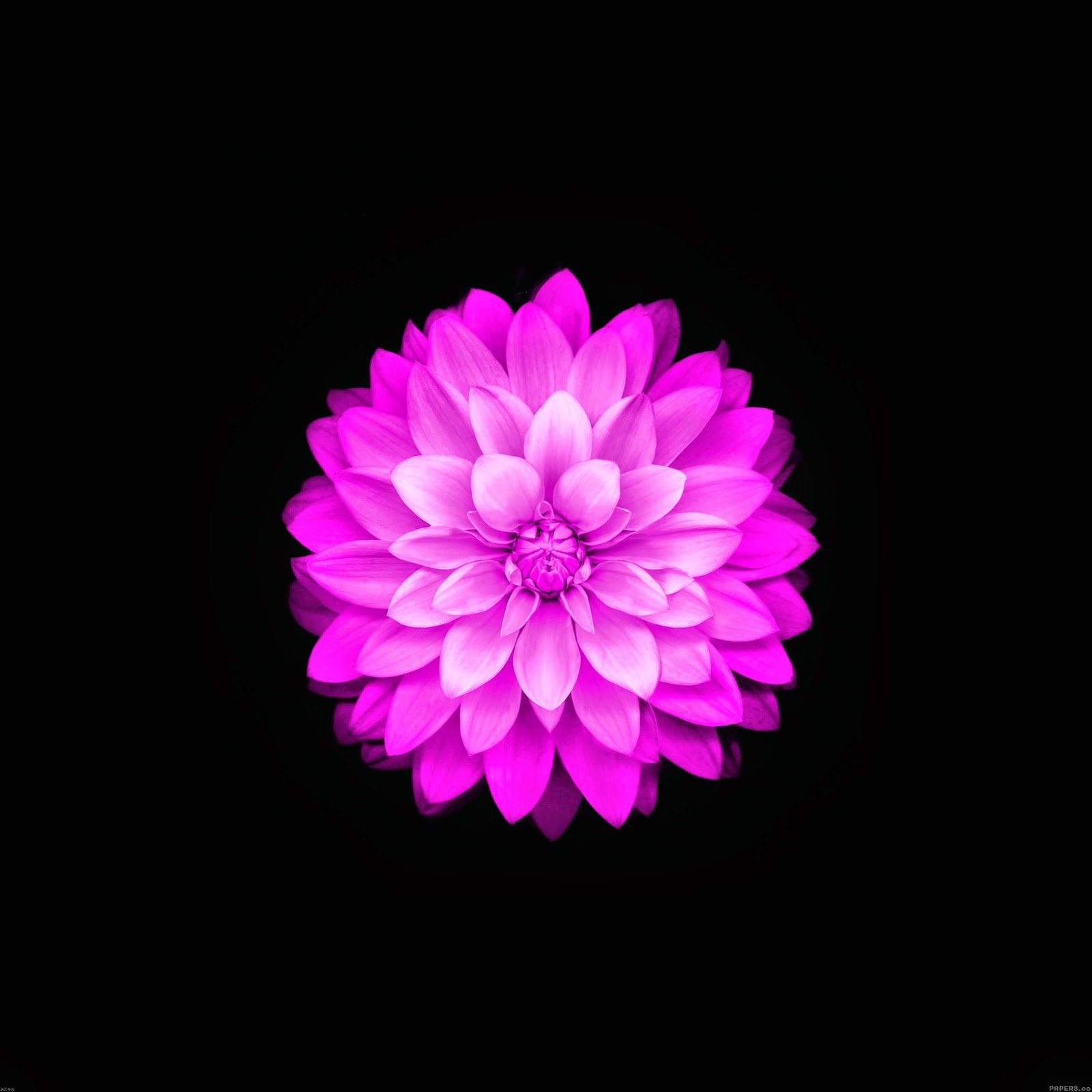 Iphone Flower Wallpaper - Samsung Flower Wallpaper Hd , HD Wallpaper & Backgrounds