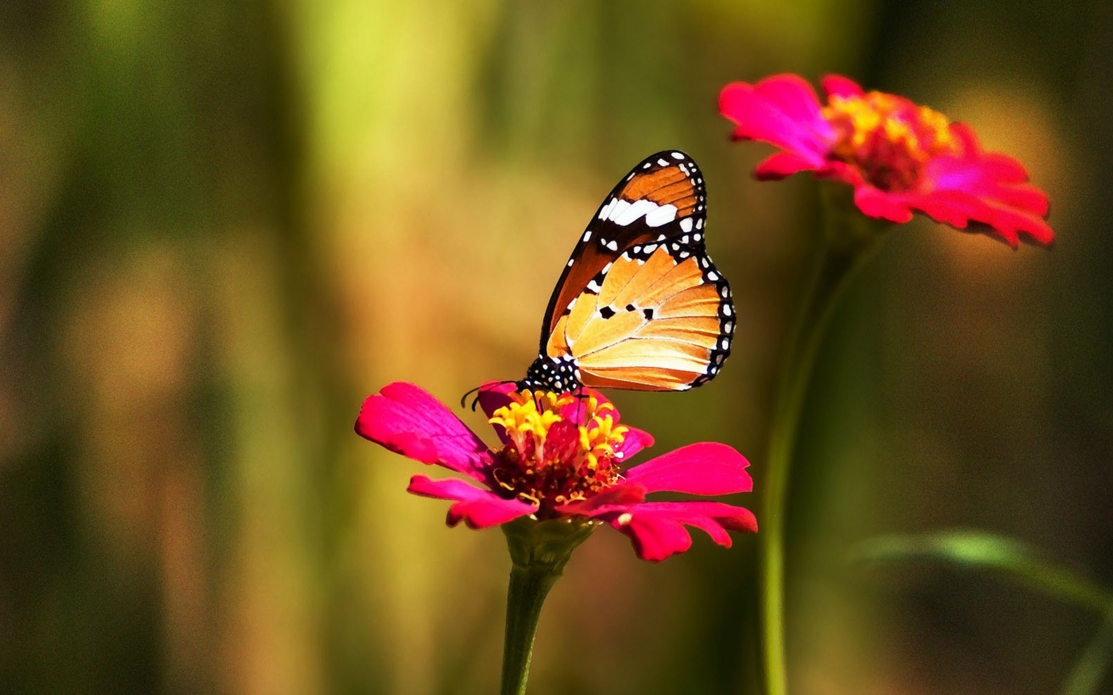 0 Butterflies Wallpaper Collection Butterflies And - Imagenes Mariposas En Flores , HD Wallpaper & Backgrounds