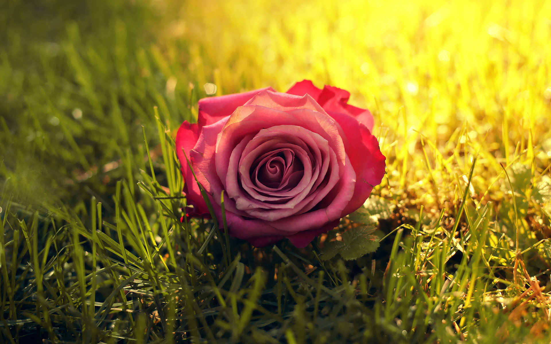 Previous Wallpaper - Flower On Grass , HD Wallpaper & Backgrounds