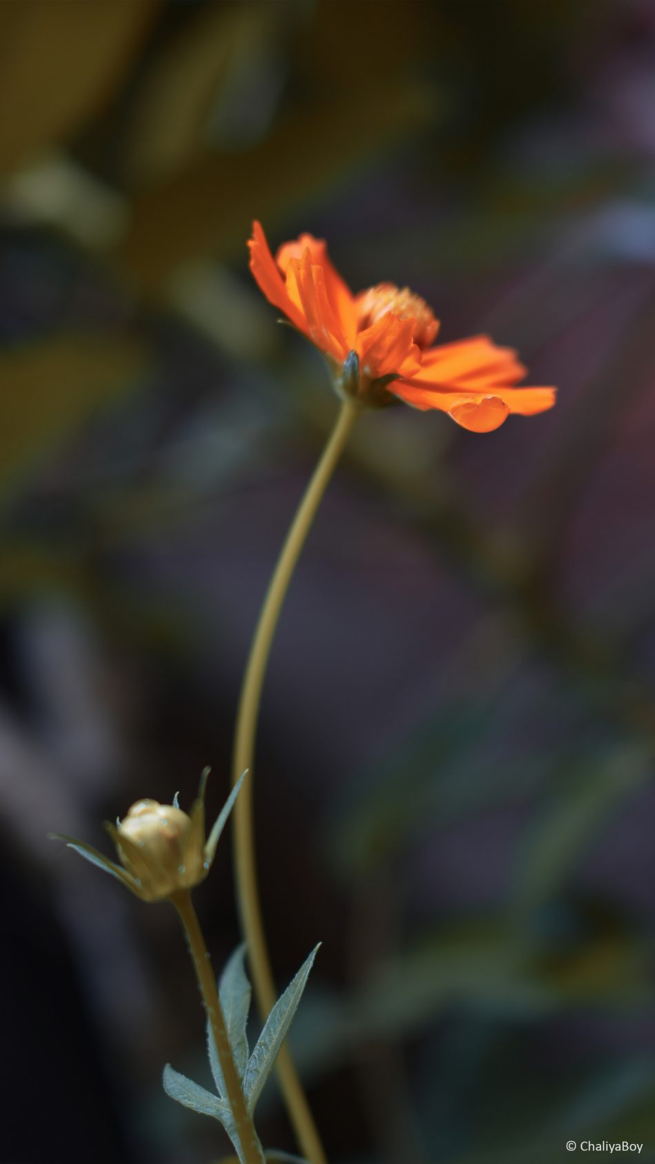 Coreopsis Tickseed Flower 4k Ultra Hd Mobile Wallpaper - Cosmos Caudatus , HD Wallpaper & Backgrounds