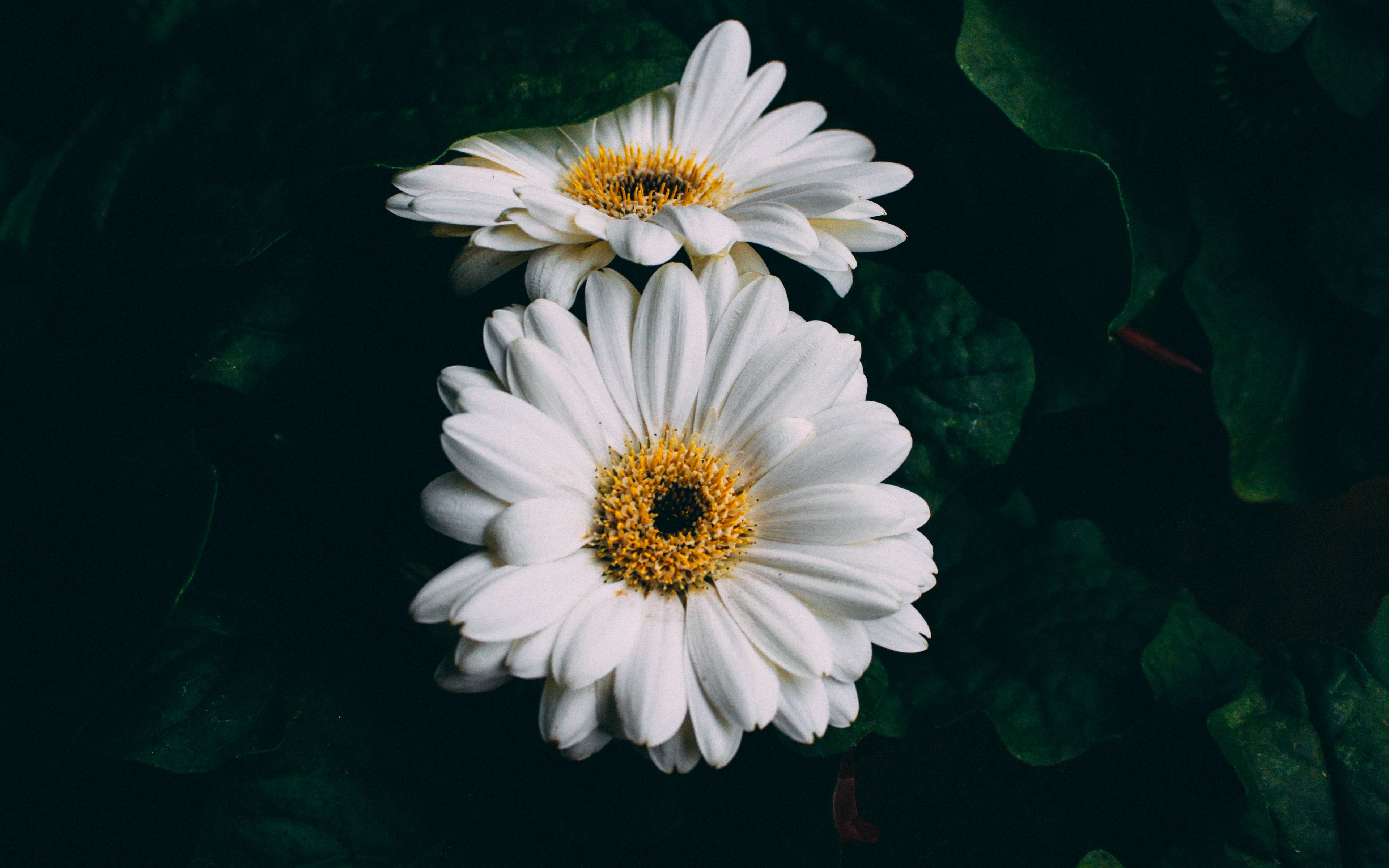 Wallpaper Gerbera, White, Flowers - Mini White Flowers , HD Wallpaper & Backgrounds