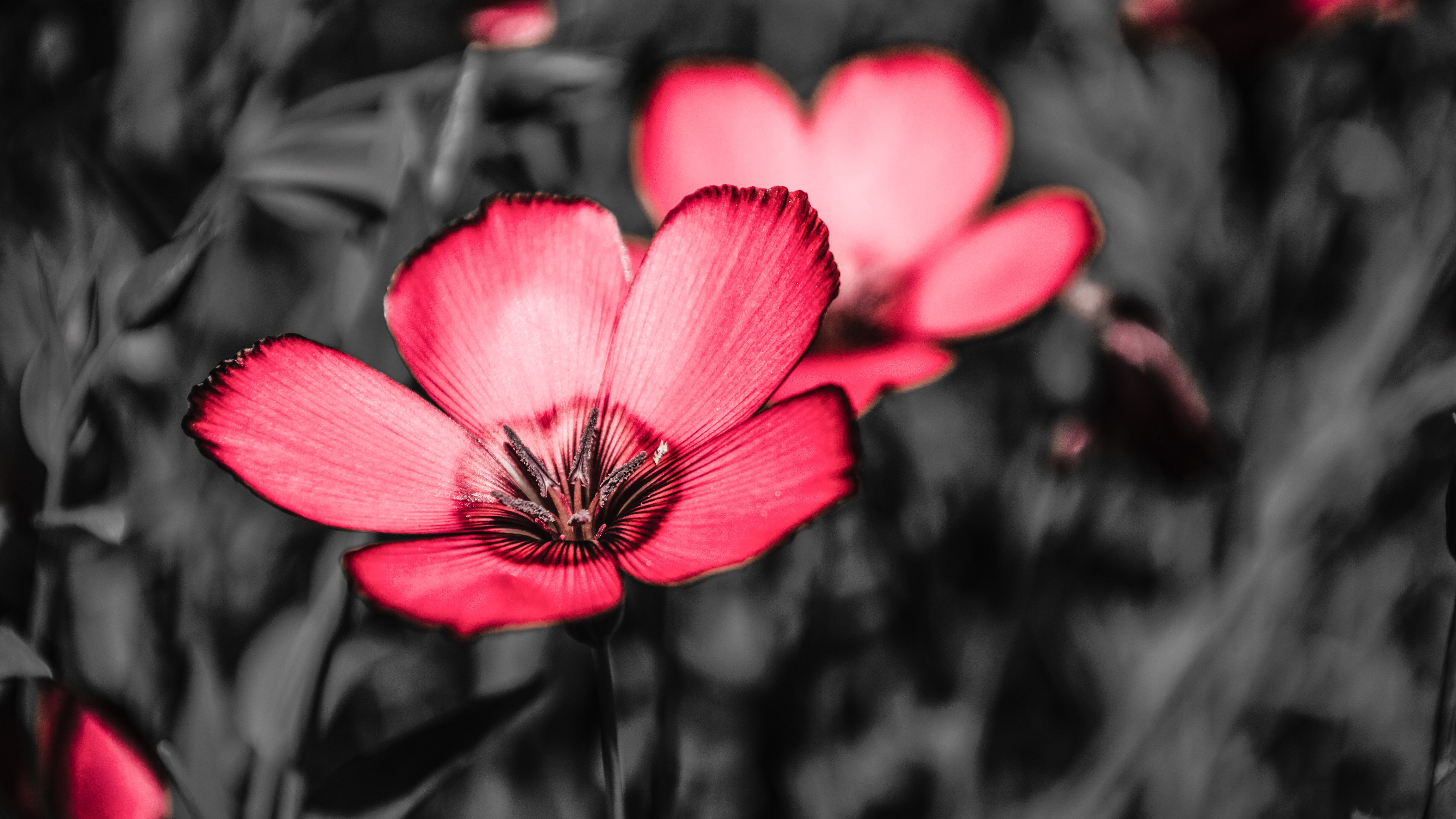 Pink Flowers 4k Wallpaperspink Flowers 4k Wallpapers - 4k Flower , HD Wallpaper & Backgrounds