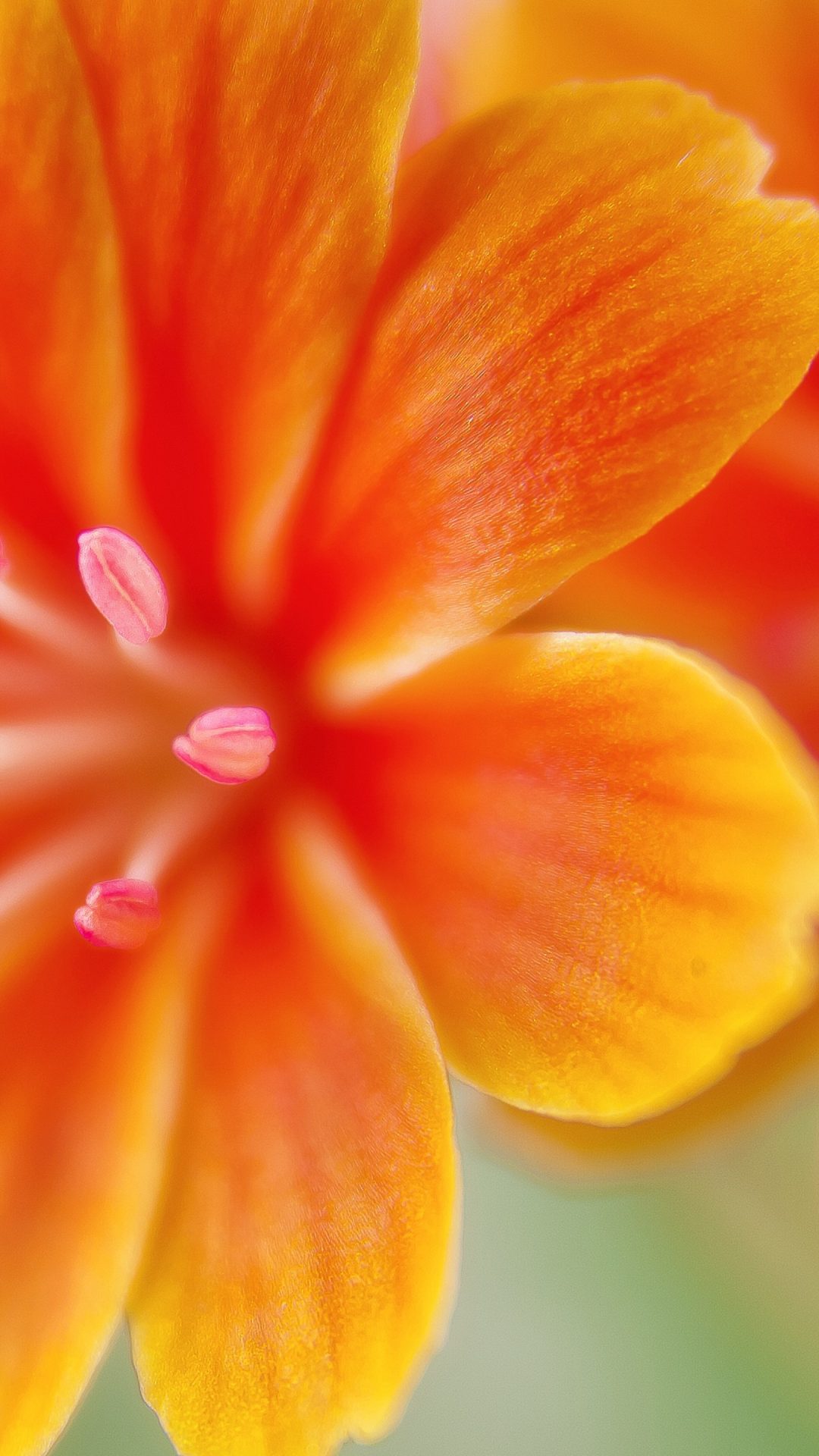 4k Orange Flowers Wallpaper For Iphone - Flower 4k Wallpaper Iphone , HD Wallpaper & Backgrounds