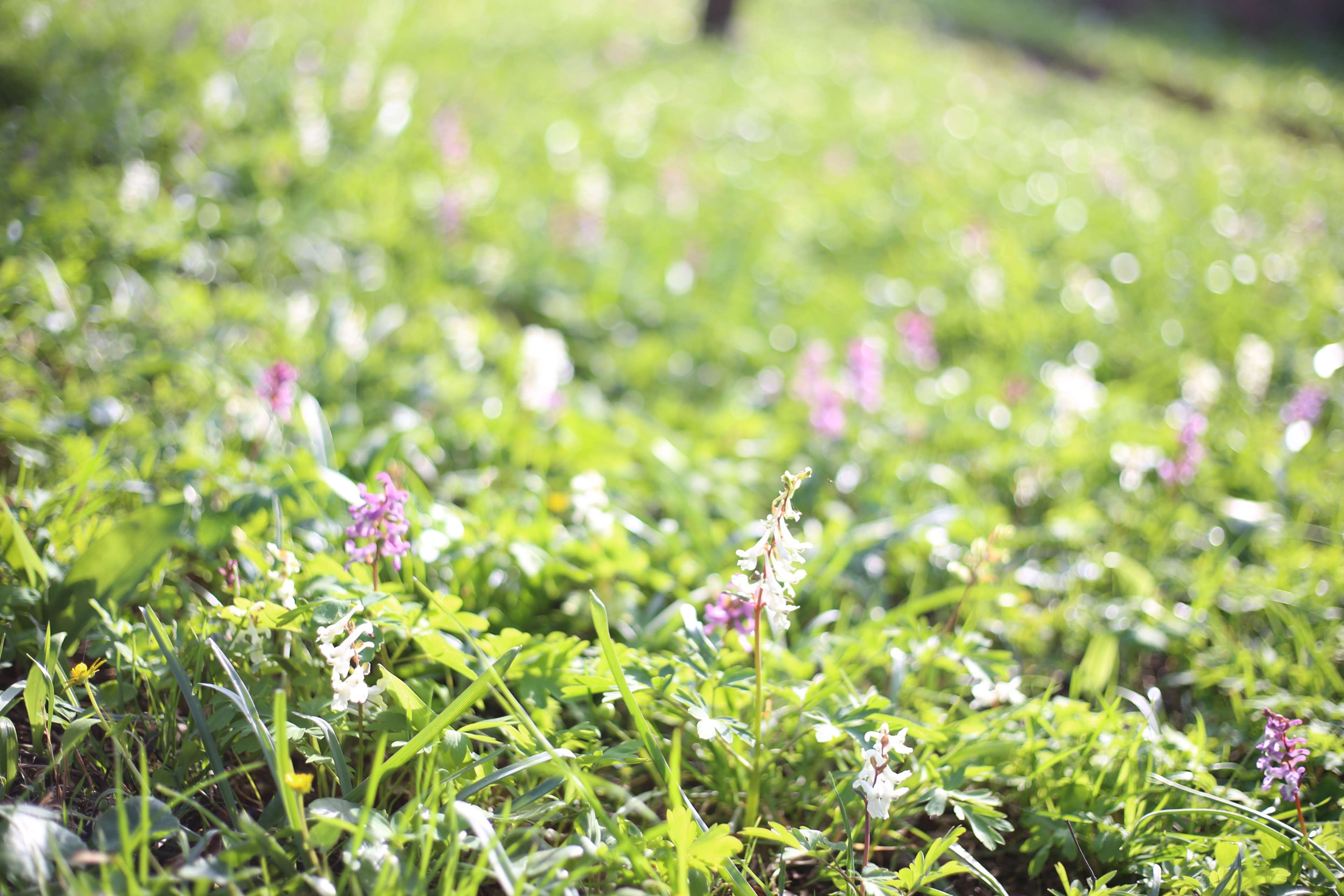 Flower Meadow, Flower Wallpaper, Flowers, Meadow, Outdoor, - Viola , HD Wallpaper & Backgrounds
