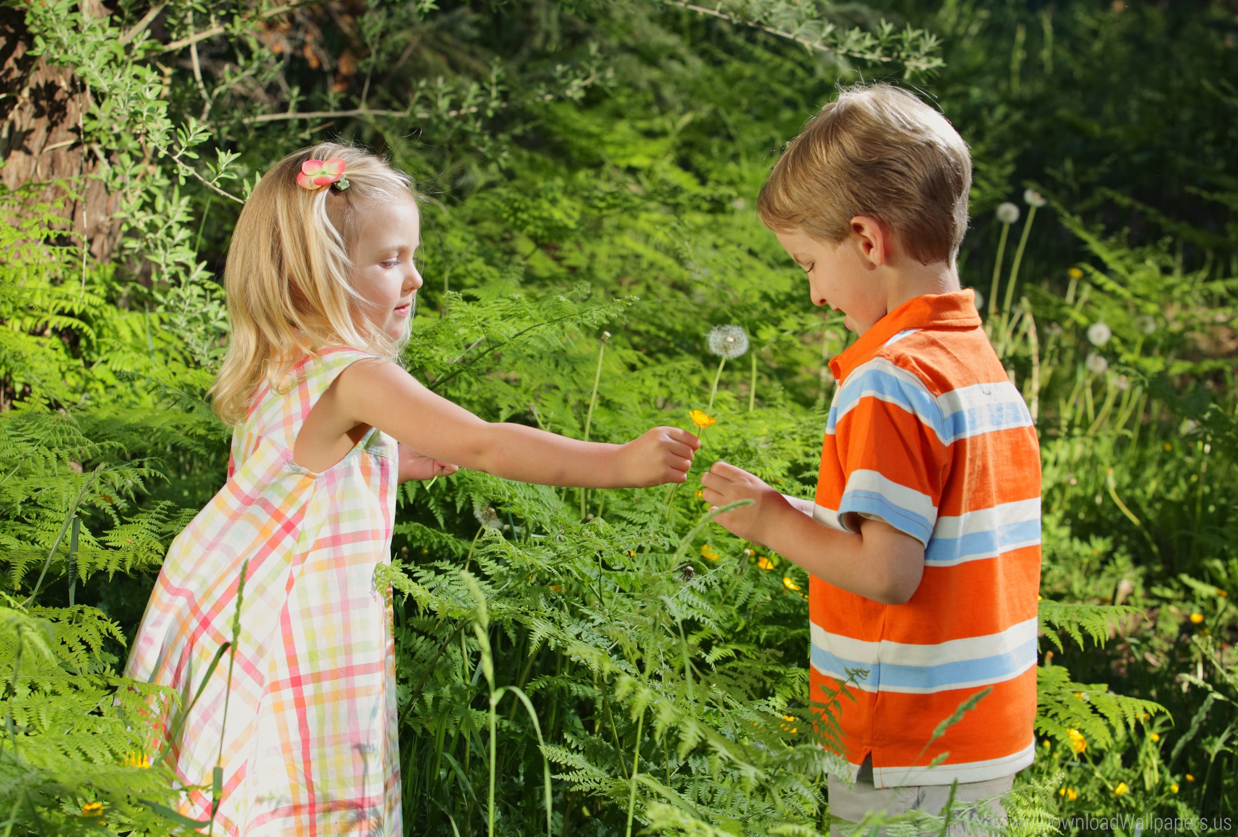 Download Original Size - Girl Giving Flowers To Boy , HD Wallpaper & Backgrounds