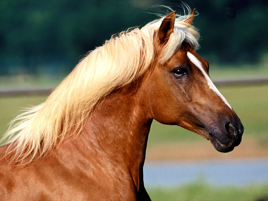 Bureaublad Achtergronden Van Paarden - Animal Horse , HD Wallpaper & Backgrounds