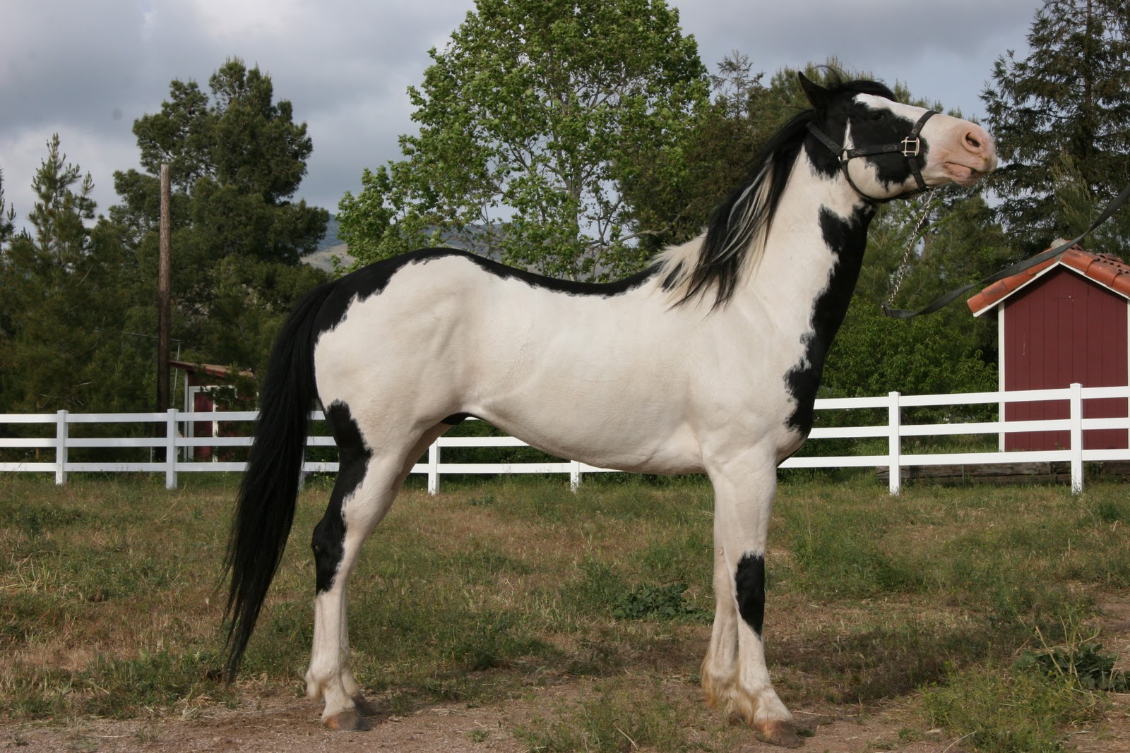 Mooi Gevlekt Paard Trots In De Wei - Beautiful Horses , HD Wallpaper & Backgrounds