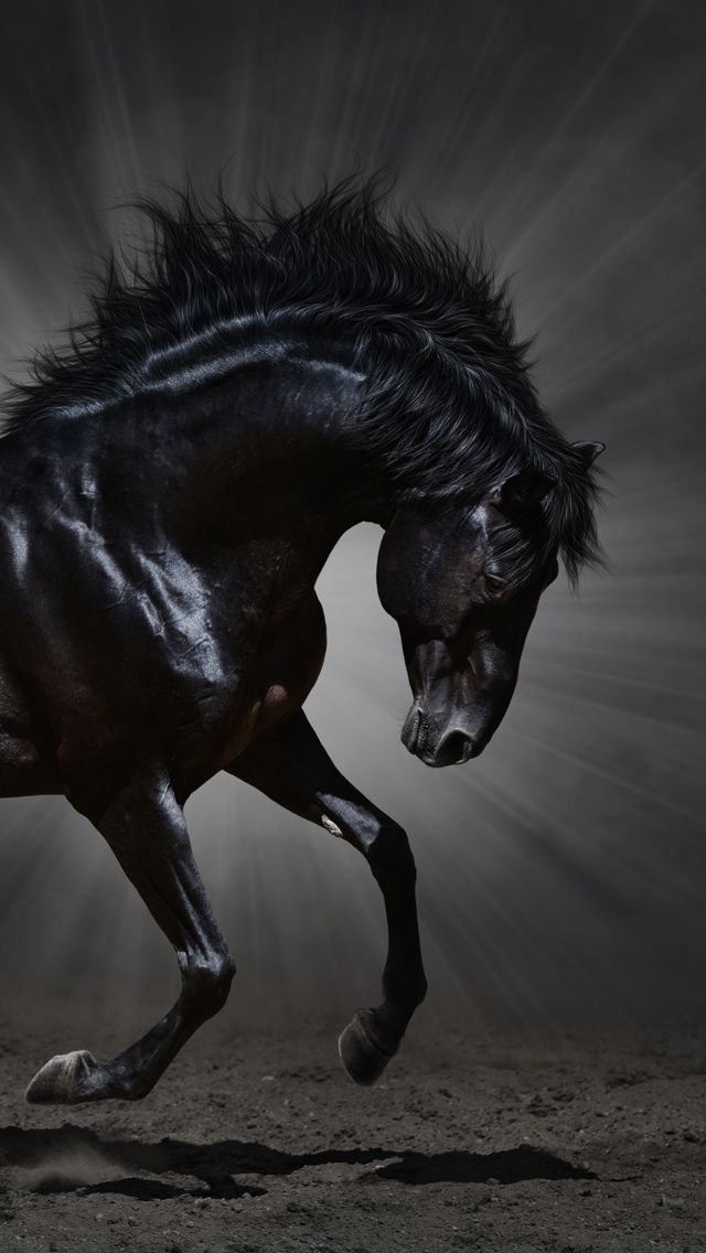 Iphone 5 Wallpapers - Horse Black , HD Wallpaper & Backgrounds
