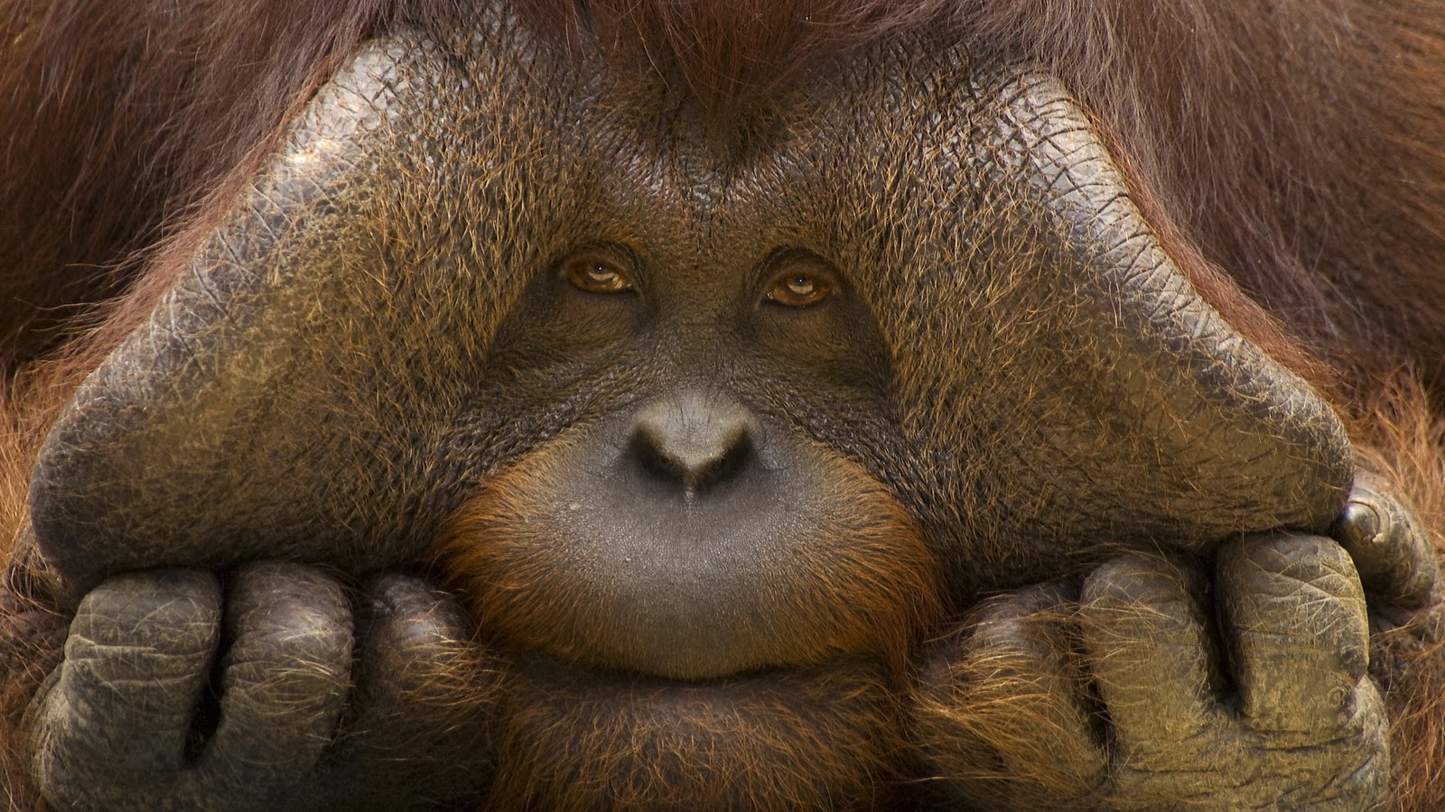 Paarden Achtergronden - Orangutan Hd , HD Wallpaper & Backgrounds
