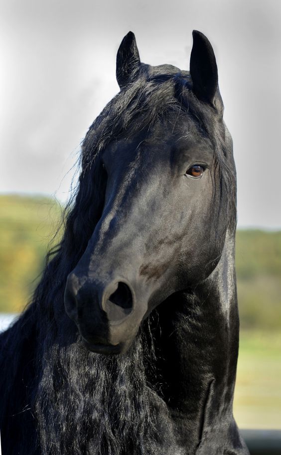 Fries Paard Steigeren - Frederik The Great Horse , HD Wallpaper & Backgrounds