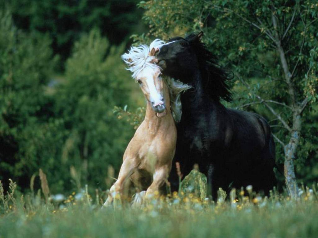 Paarden - White And Black Horse Love , HD Wallpaper & Backgrounds