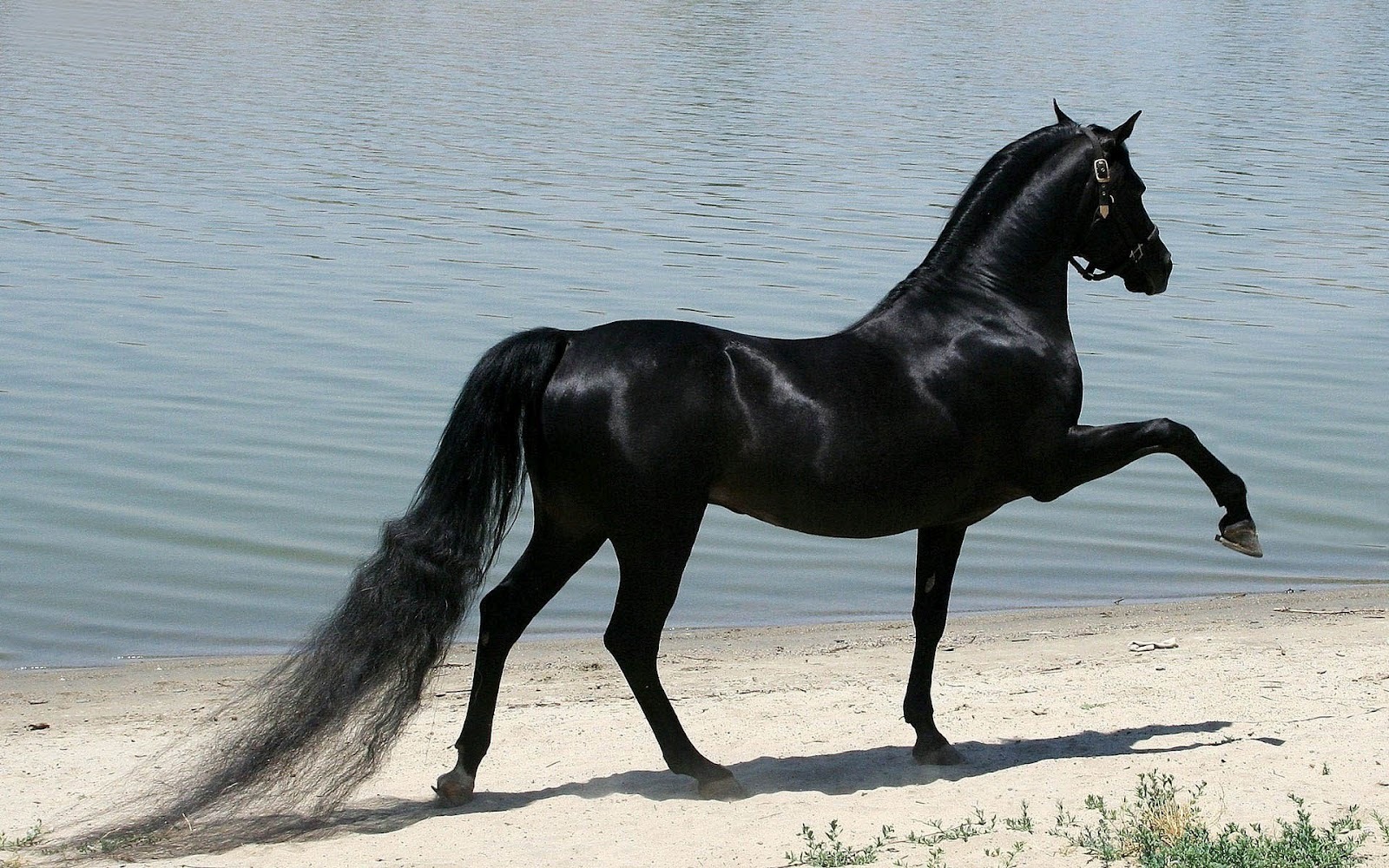 Paarden Behang Better Paarden Achtergronden Hd Archidev - Hd Wallpapers Black Horse , HD Wallpaper & Backgrounds