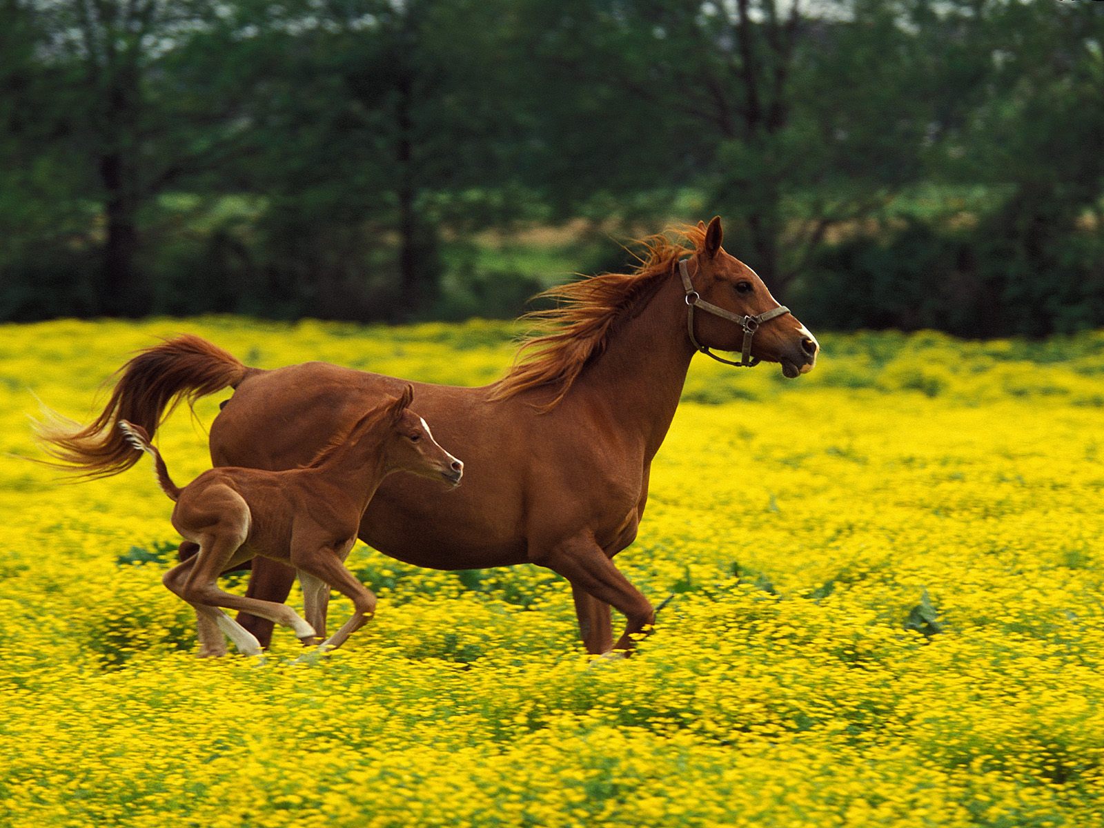 45 Best Images About Schattige Dieren On Pinterest - Beautiful Baby Horses , HD Wallpaper & Backgrounds