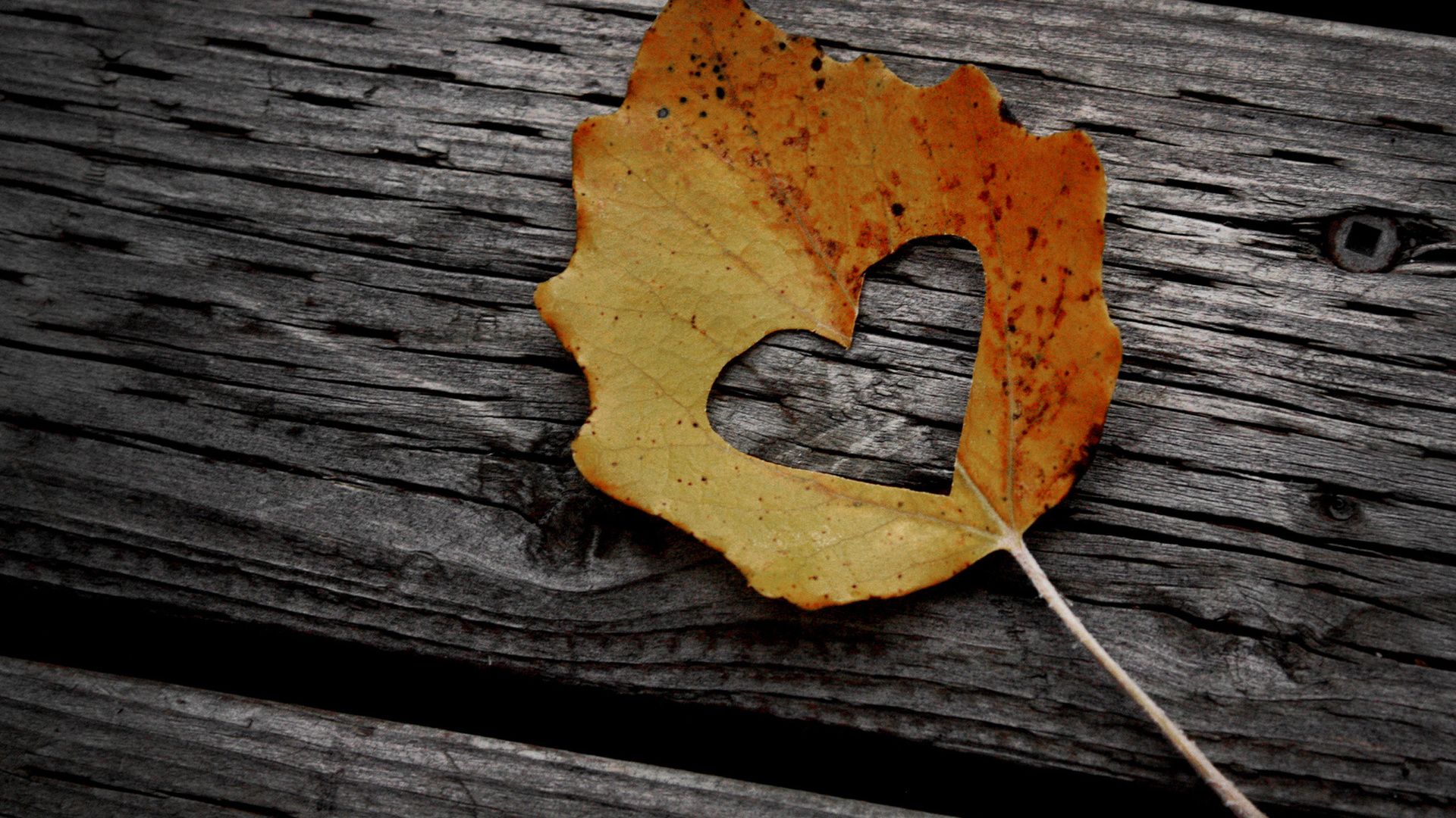 Love Symbol In Leaves - Love Desktop Wallpaper Hd , HD Wallpaper & Backgrounds