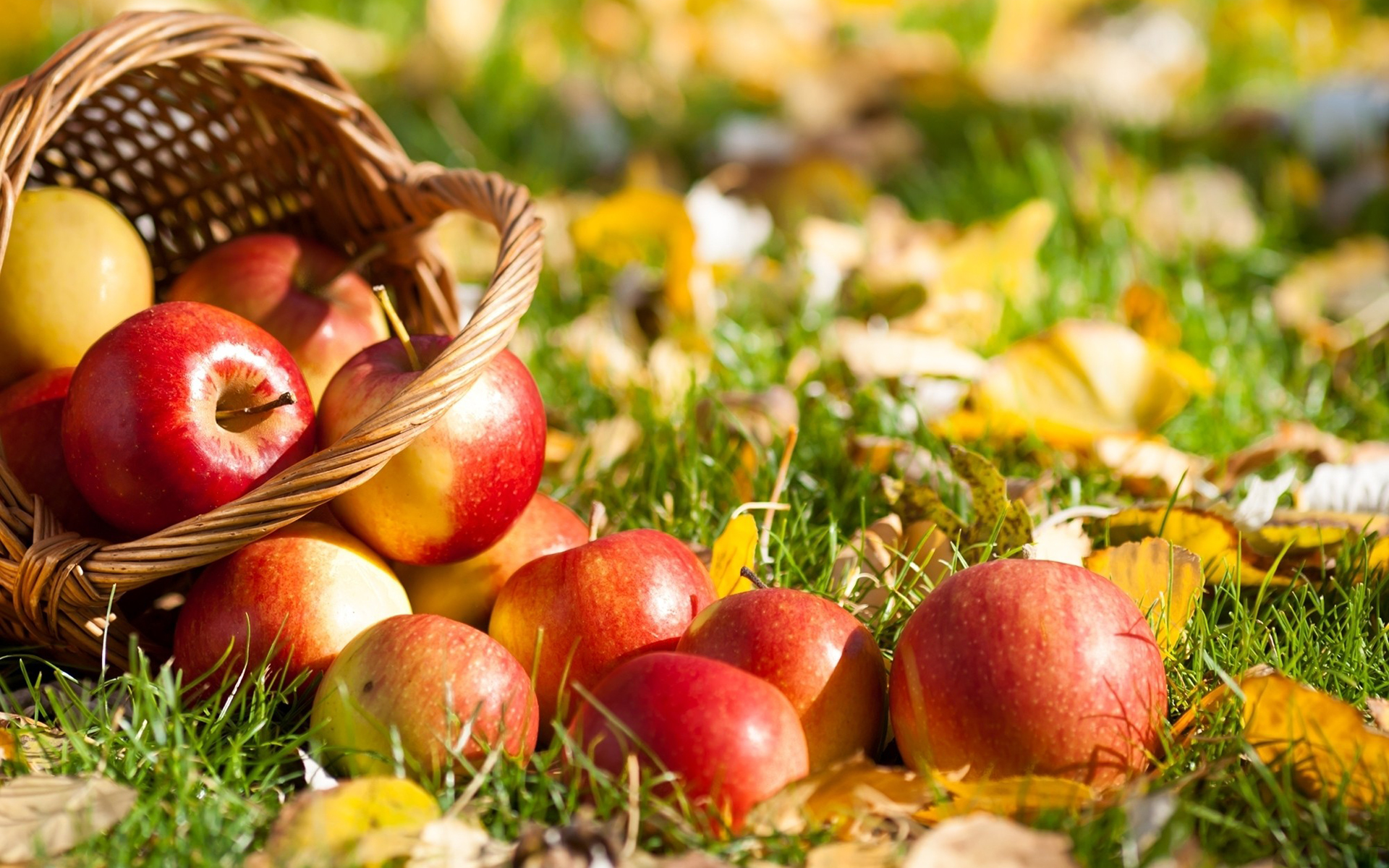 Apple Hd Wallpaper - Fall Apples Desktop Backgrounds , HD Wallpaper & Backgrounds