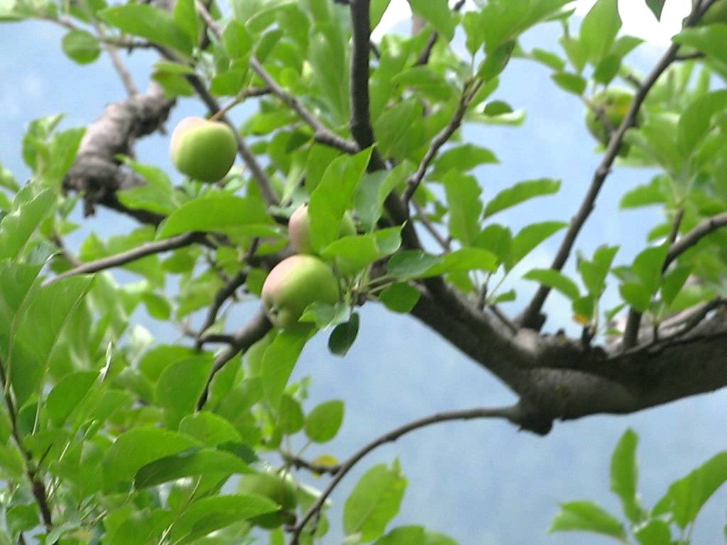 Apple Garden Hd Wallpapers - Apple Garden Jammu Kashmir , HD Wallpaper & Backgrounds