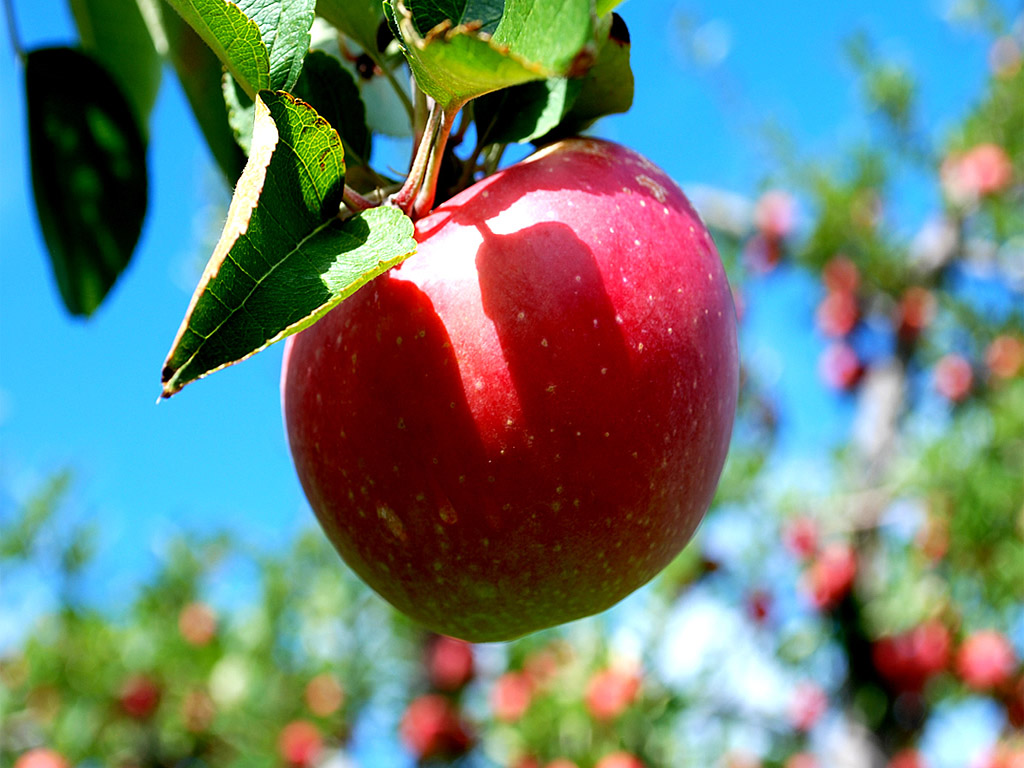 Apple Fruit , HD Wallpaper & Backgrounds