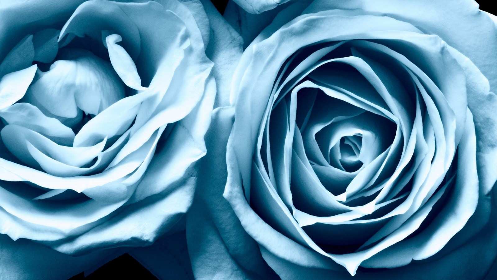 Tips Tips Kesehatan Untuk Anda 30 Wallpaper Bunga Paling - Blue Rose , HD Wallpaper & Backgrounds