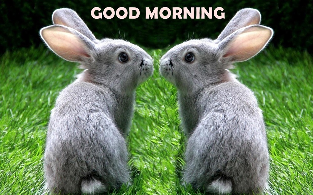 Good Morning Couple Rabbit Hd Wallpaper - Good Morning Quotes Rabbit , HD Wallpaper & Backgrounds