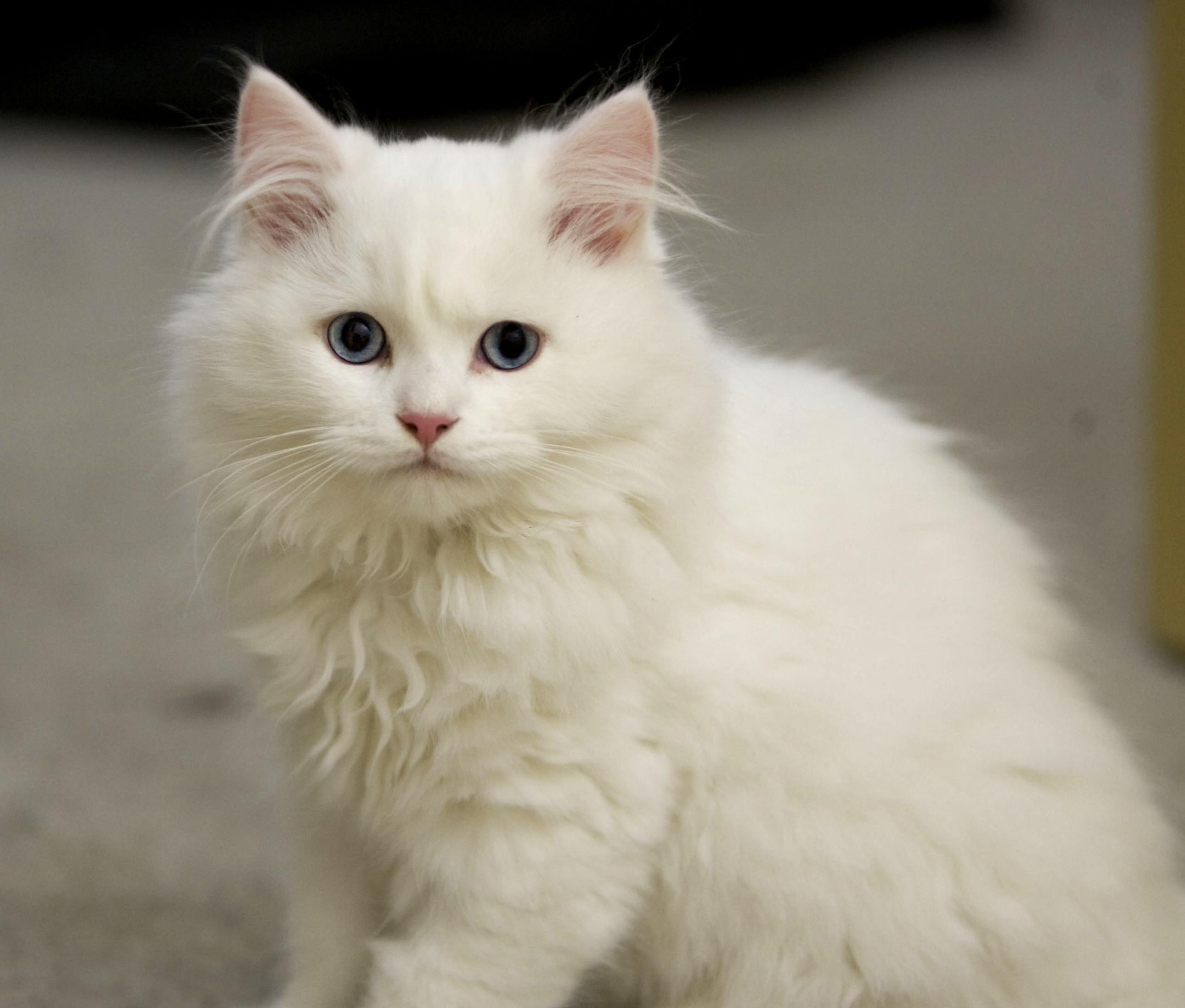 Love You Wallpaper Luxury I Love You Wallpapers Ganzhenjun - White Fluffy Cat With Blue Eyes , HD Wallpaper & Backgrounds