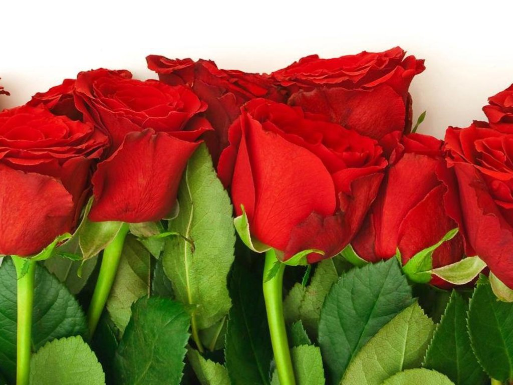 Only Red Roses High Quality Wallpapers - Full Hd Flower Natural , HD Wallpaper & Backgrounds