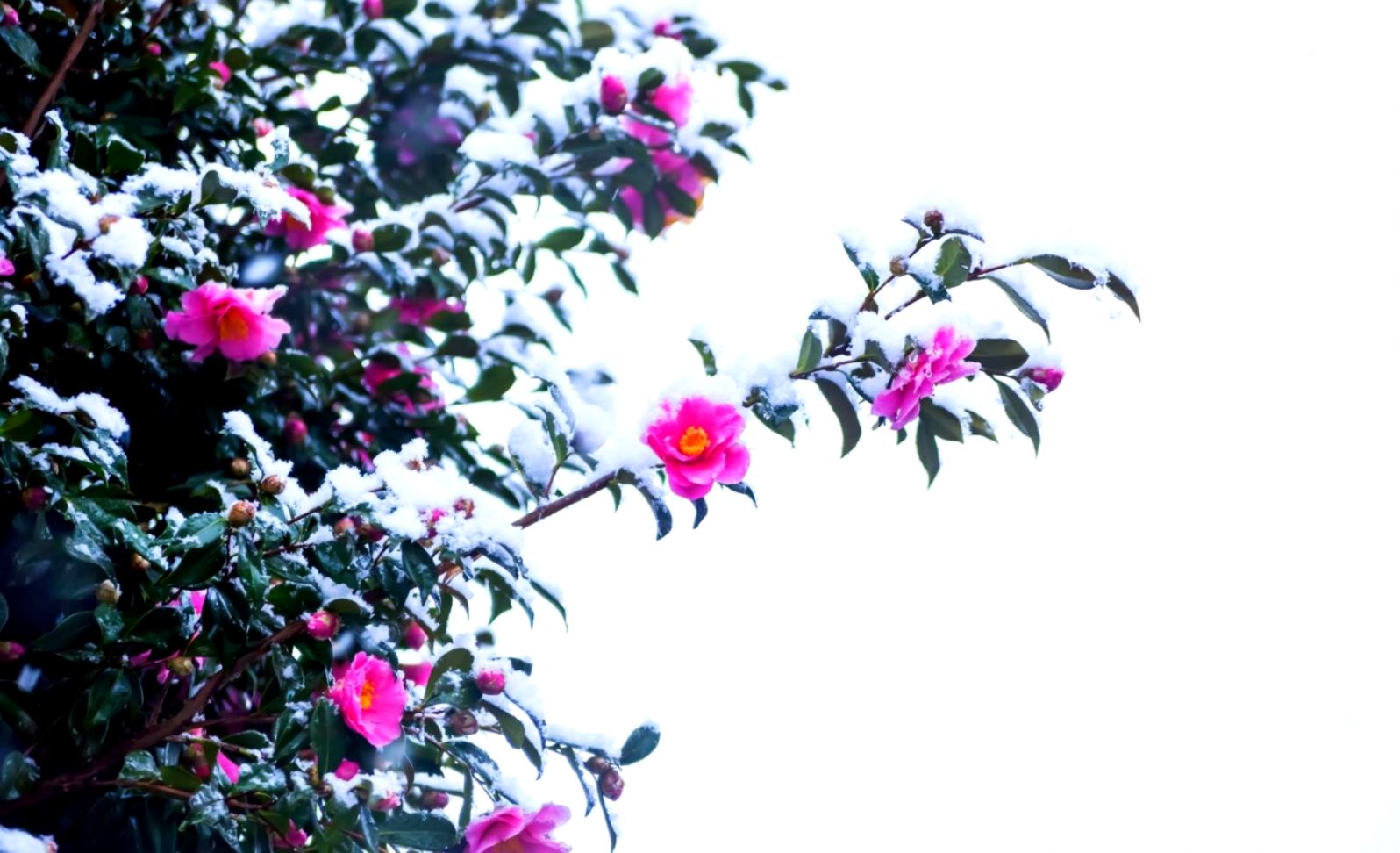 Landscape Snow Winter Nature Desktop Wallpaper Hd Full - Camelia In The Snow , HD Wallpaper & Backgrounds