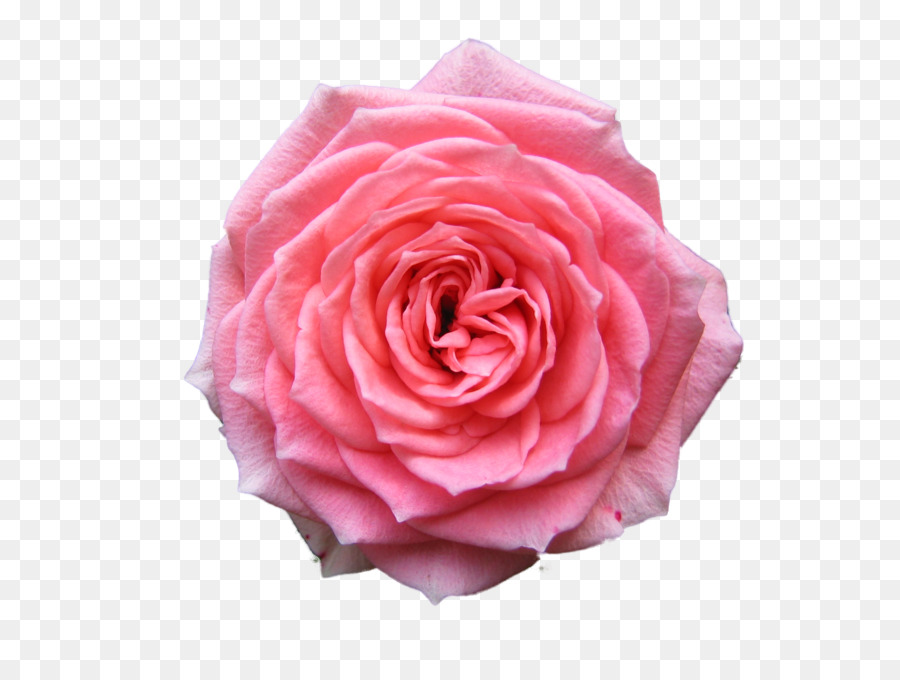 Rose, Desktop Wallpaper, Pink, Plant Png - Rose , HD Wallpaper & Backgrounds