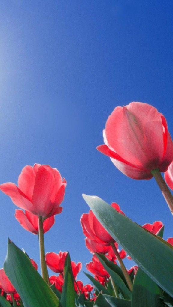 Free Flower Wallpapers For Android Flowers Healthy - Flowers Wallpaper Hd For Mobile Free Download , HD Wallpaper & Backgrounds