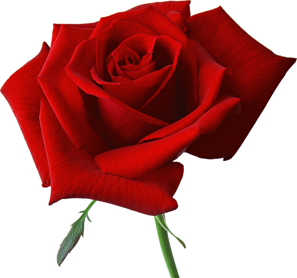 Rose Png Flower Images, Free Download - Red Rose Png , HD Wallpaper & Backgrounds