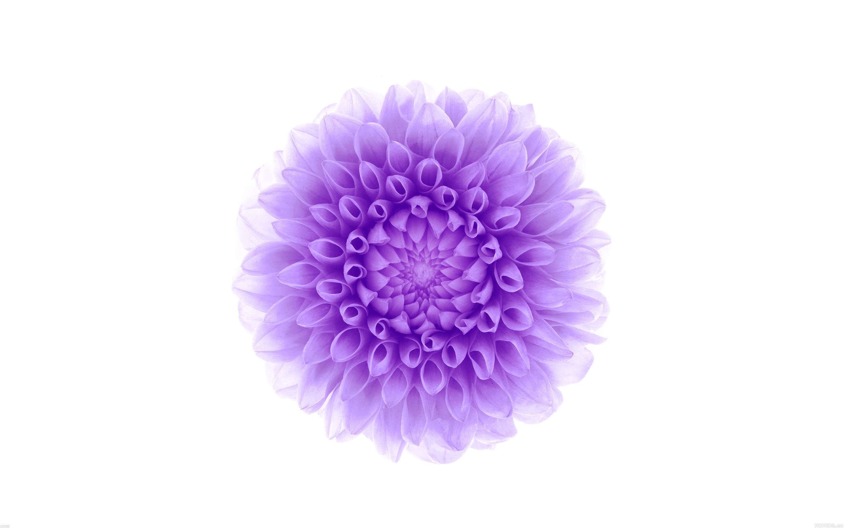 White Background Purple Flower Wallpaper - Iphone White Wallpaper 4k , HD Wallpaper & Backgrounds