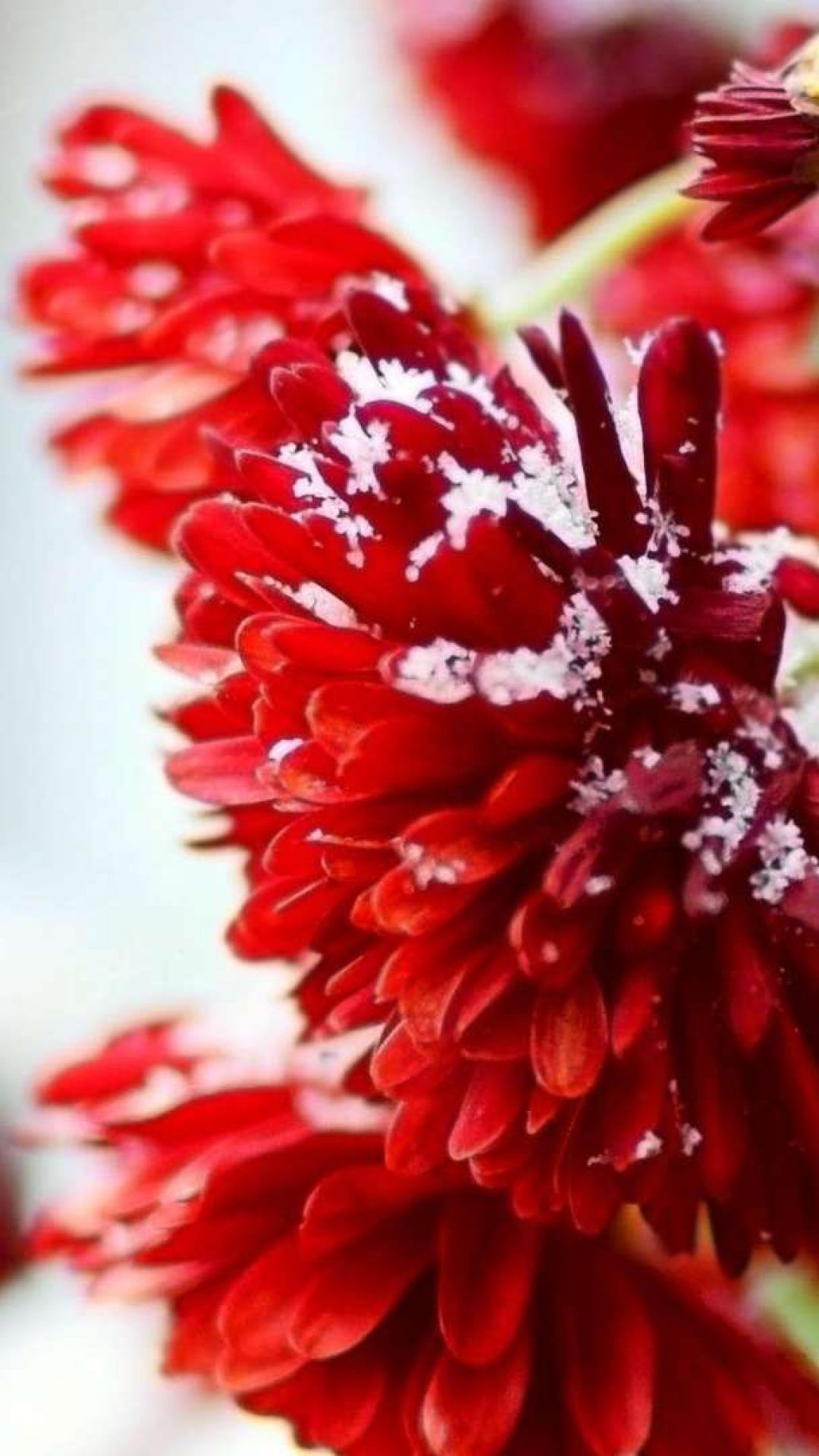 Red Flowers Wallpaper Hd Iphone - Winter Flower Wallpaper Iphone , HD Wallpaper & Backgrounds