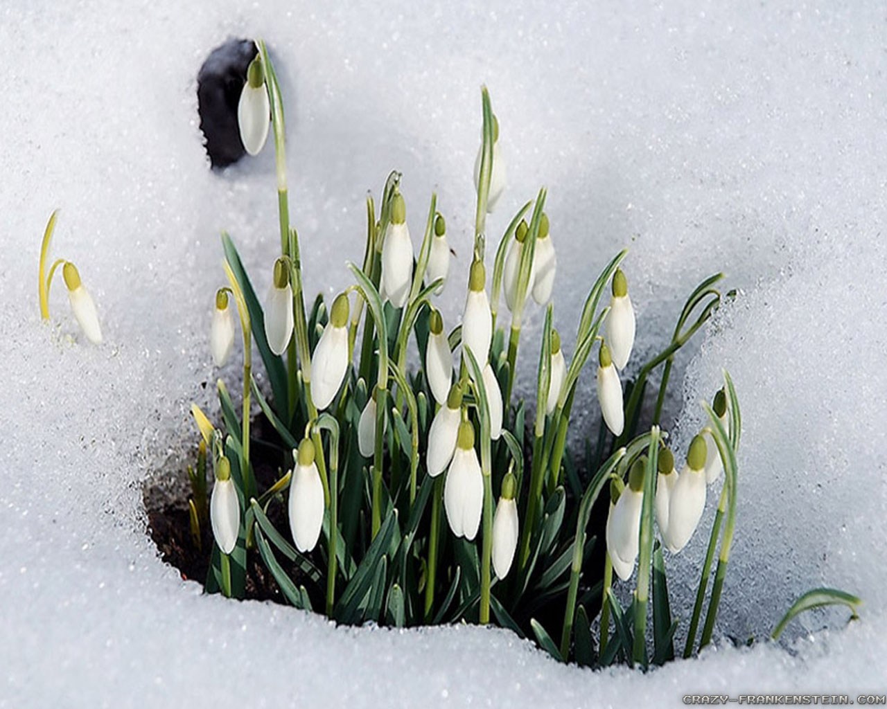 Winter Flowers Wallpapers 2 Crazy Frankenstein - End Of Winter , HD Wallpaper & Backgrounds