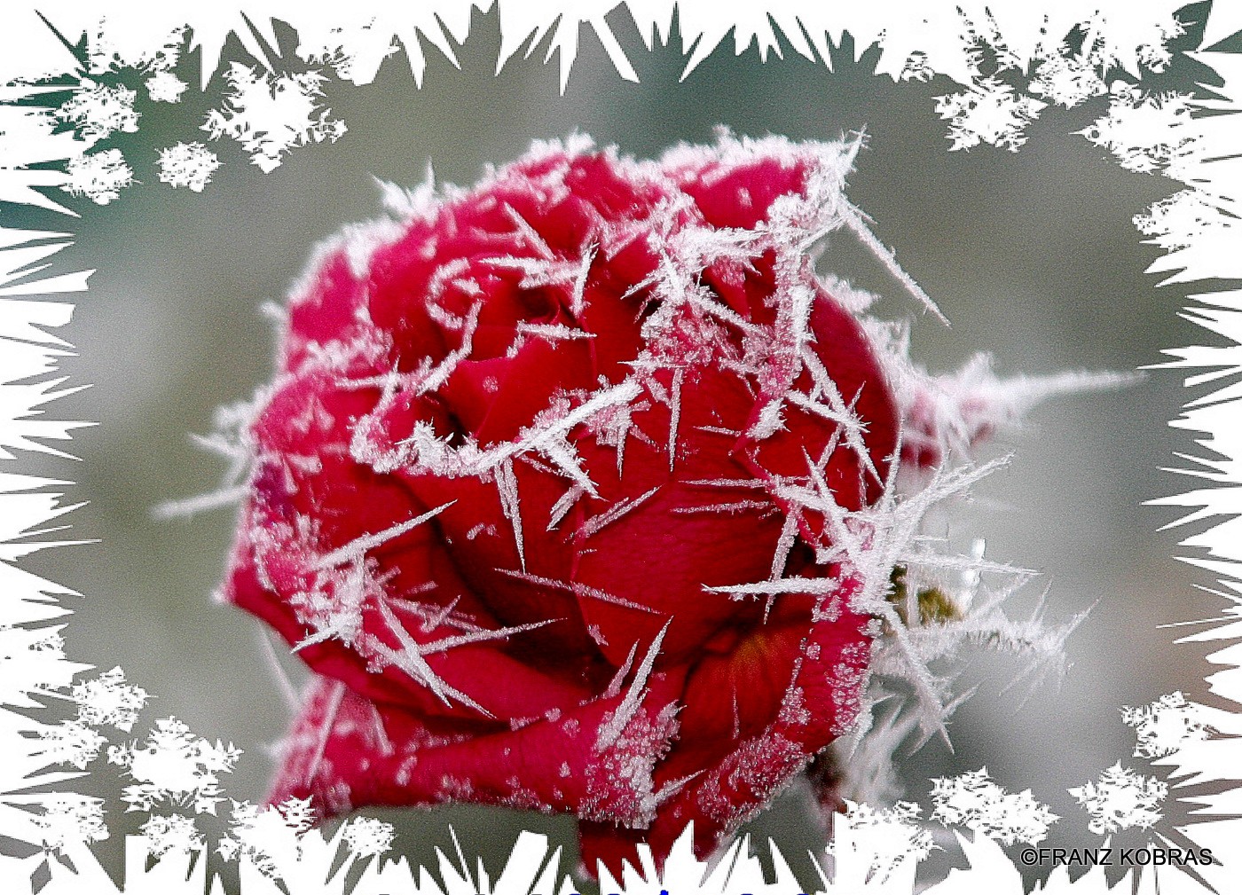 Hd Rose In Snow , HD Wallpaper & Backgrounds