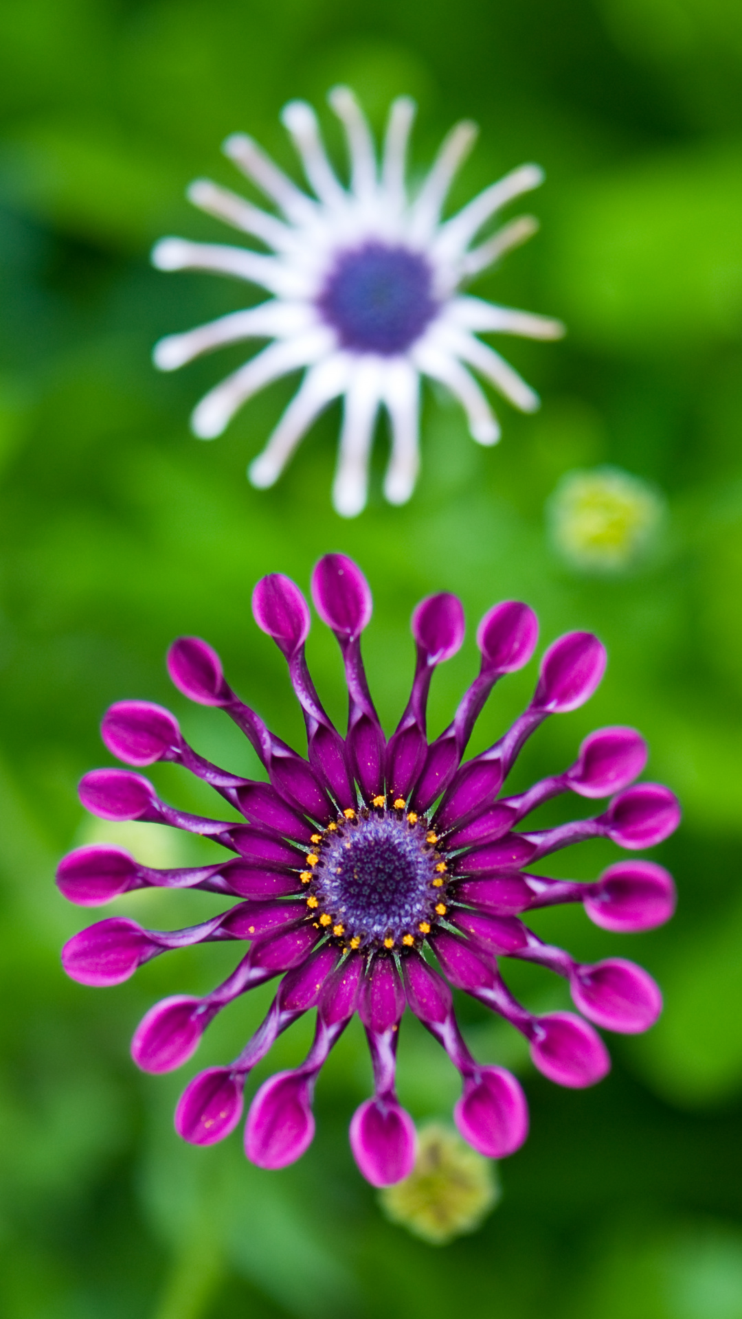 Flowering Plant, Close Up, Purple, Green, Flower Hd - Wallpaper , HD Wallpaper & Backgrounds