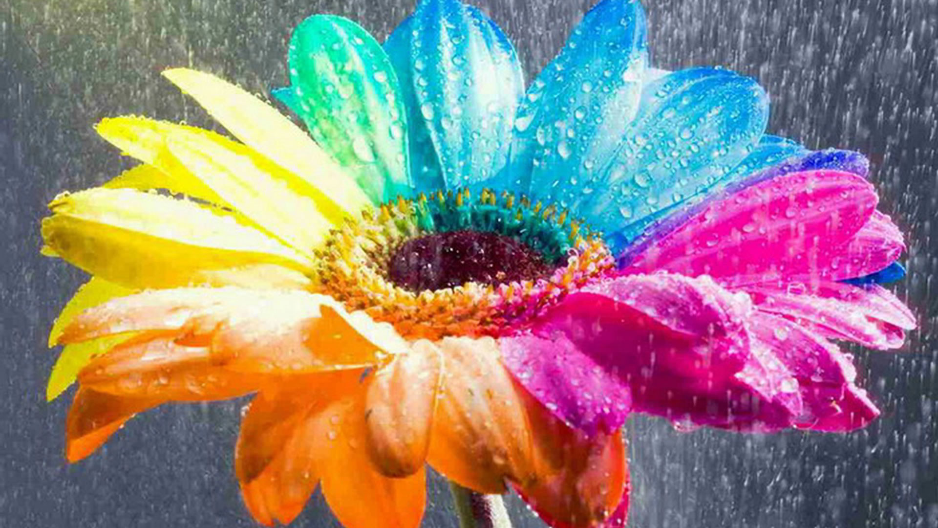 Rainbow Flowers , HD Wallpaper & Backgrounds