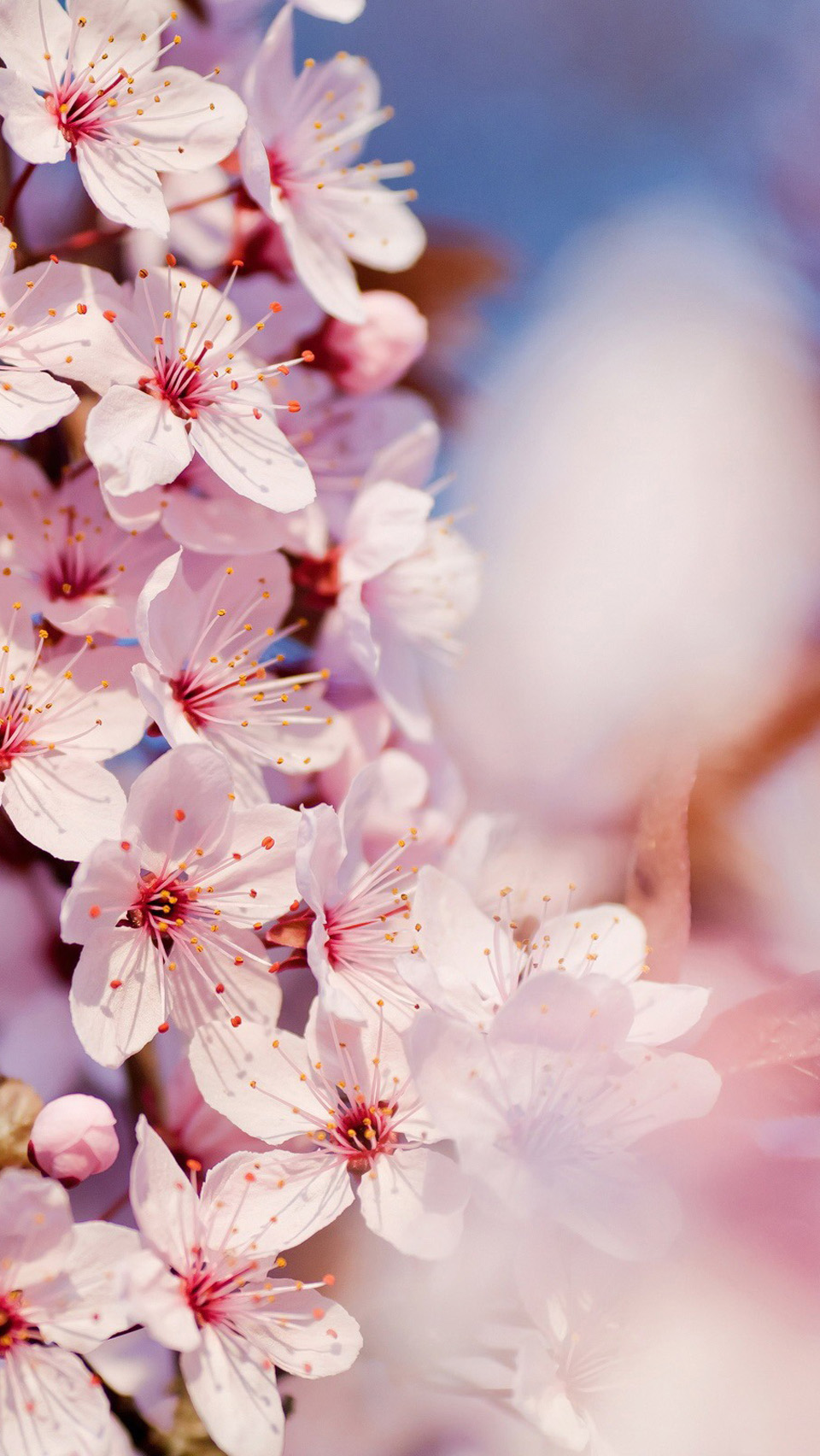 Japanese Cherry Blossom Phone , HD Wallpaper & Backgrounds