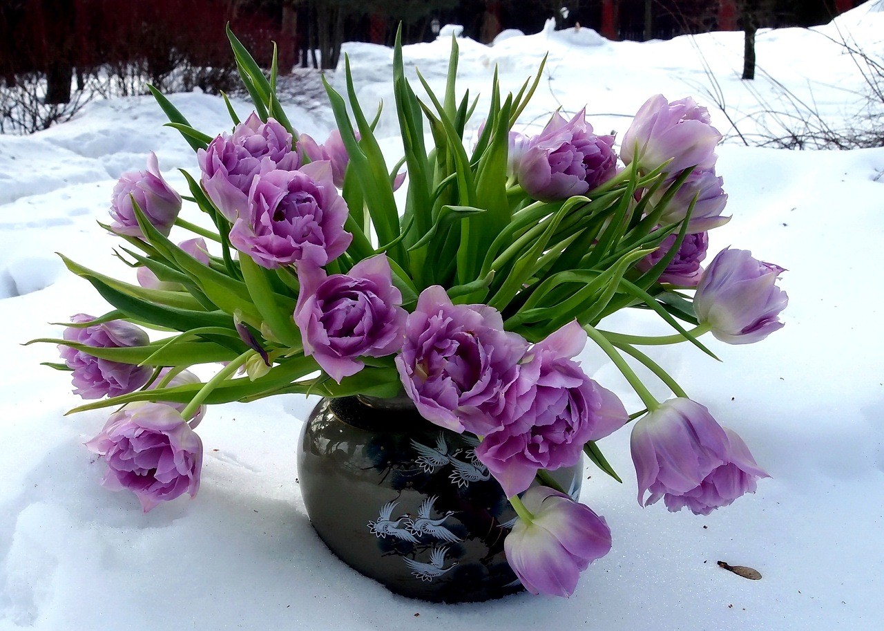 Purple Tulips Photography Winter Flowers Hd Flower - Цветы И Снег , HD Wallpaper & Backgrounds