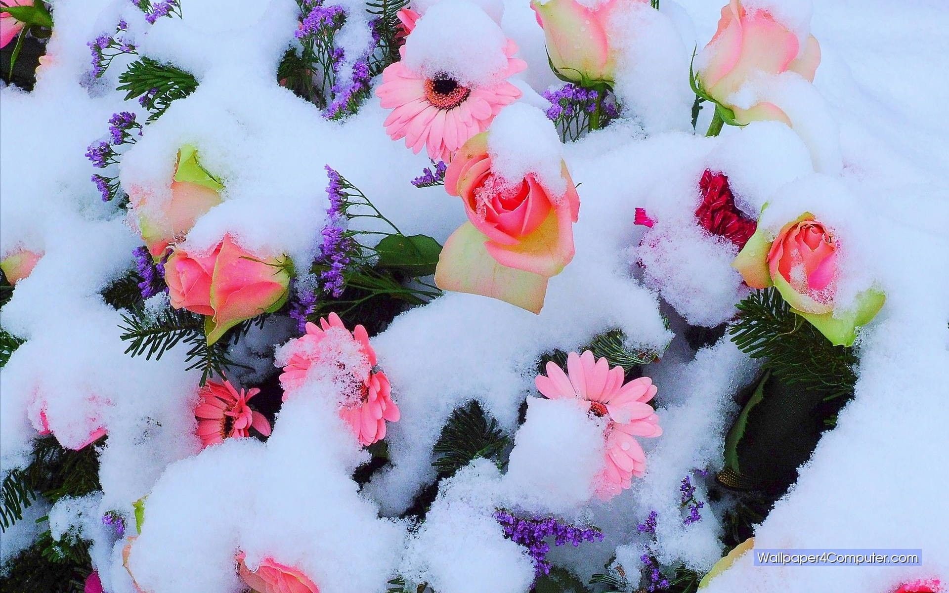 Spring Flowers In Snow , HD Wallpaper & Backgrounds