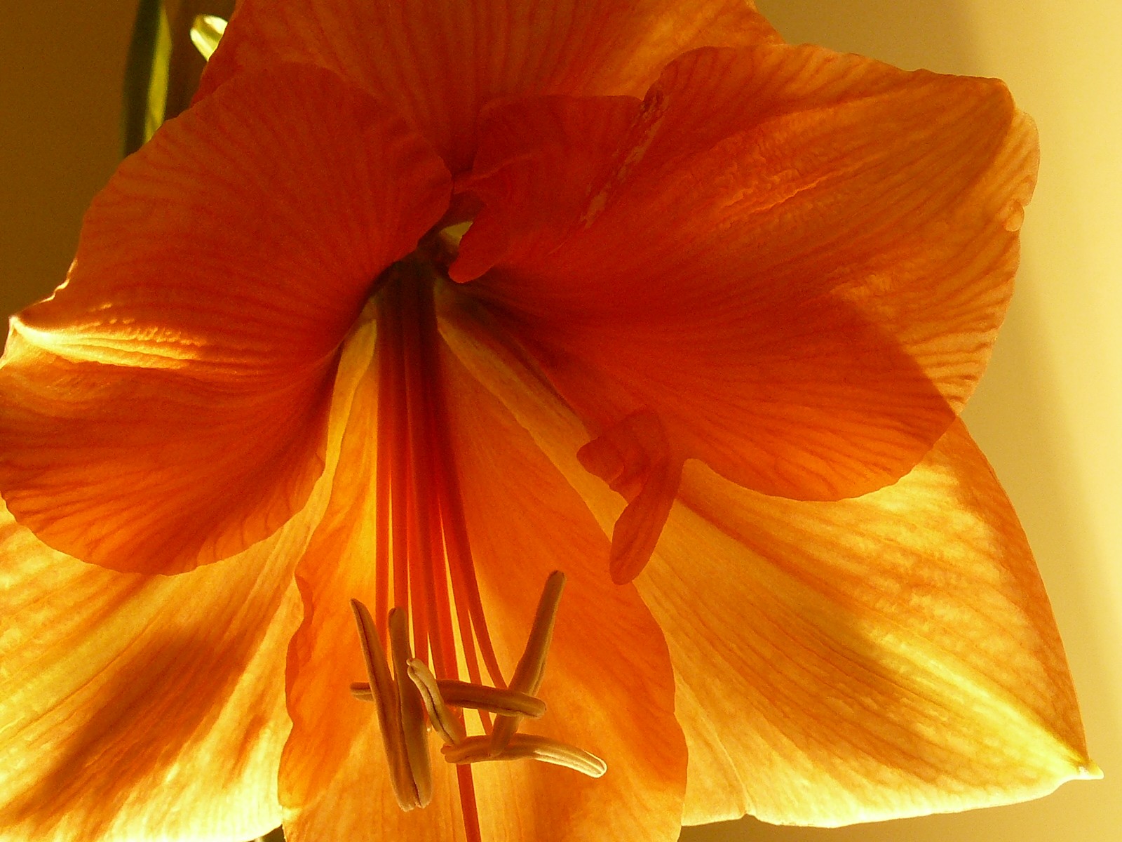 Amaryllis Rilona Flowers Winter Flower Wallpaper Download - Lily , HD Wallpaper & Backgrounds