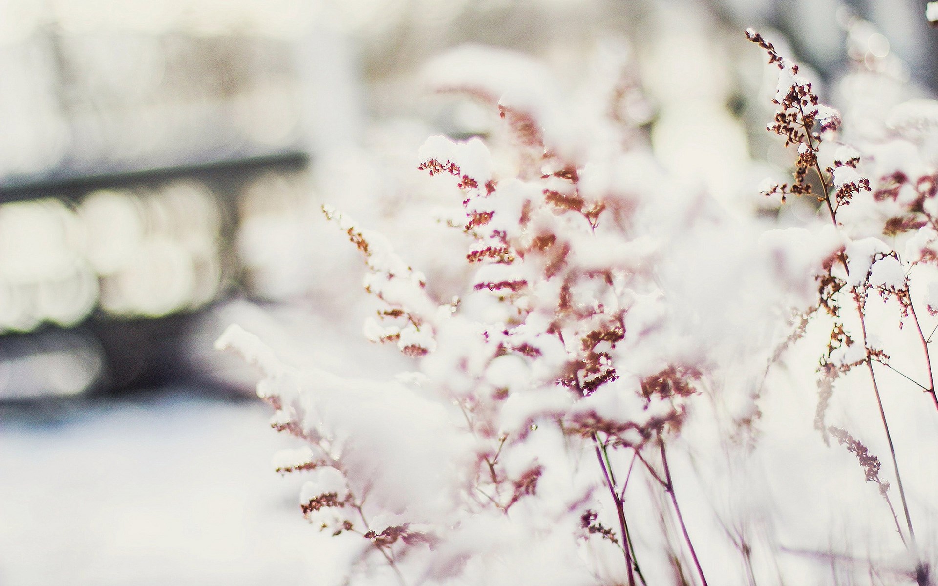 Daisy, Macro, Rain, Fog, Nature, Winter, Plants, Flowers, - Winter Plants , HD Wallpaper & Backgrounds
