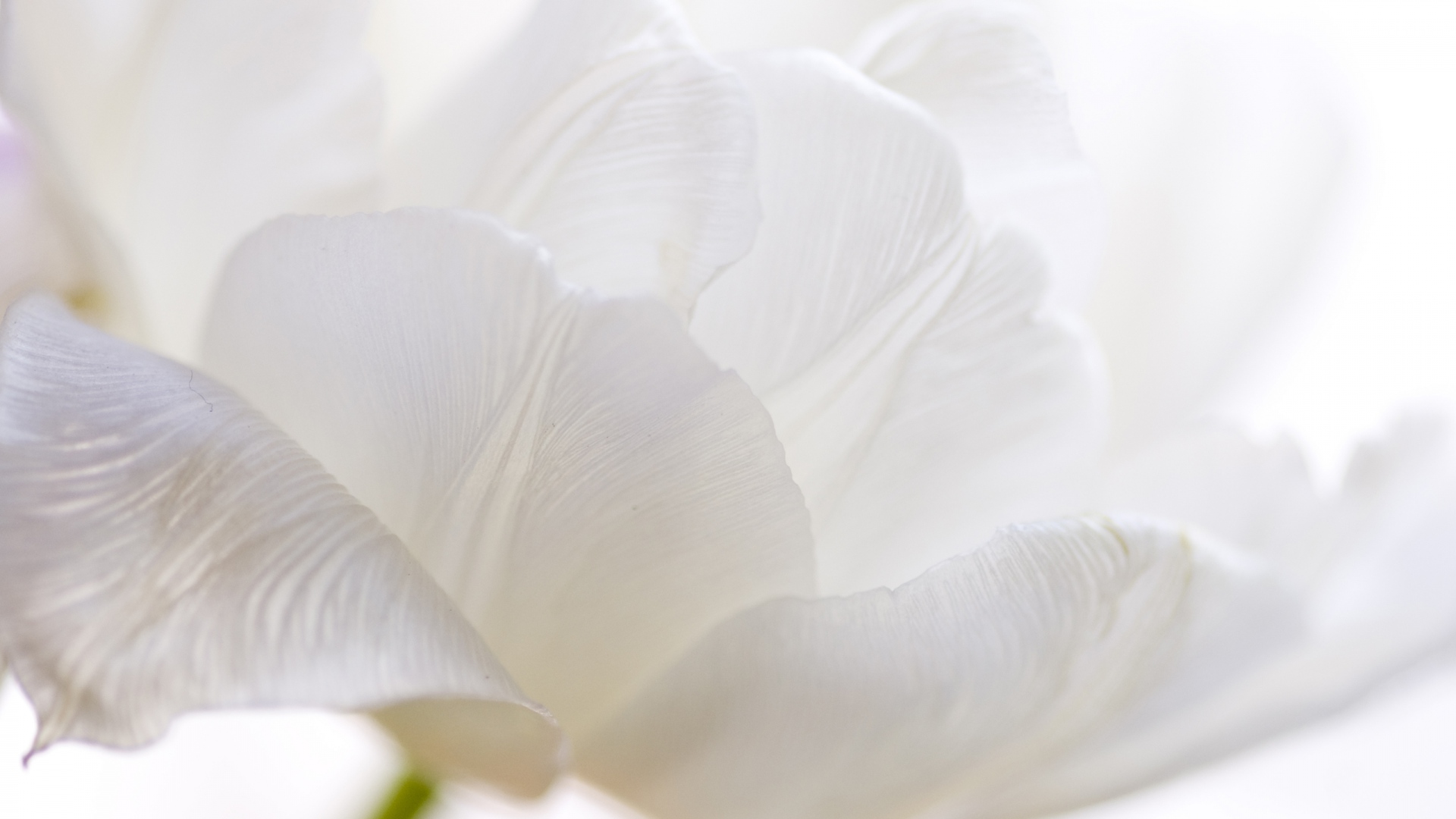 White - High Res White Flowers , HD Wallpaper & Backgrounds