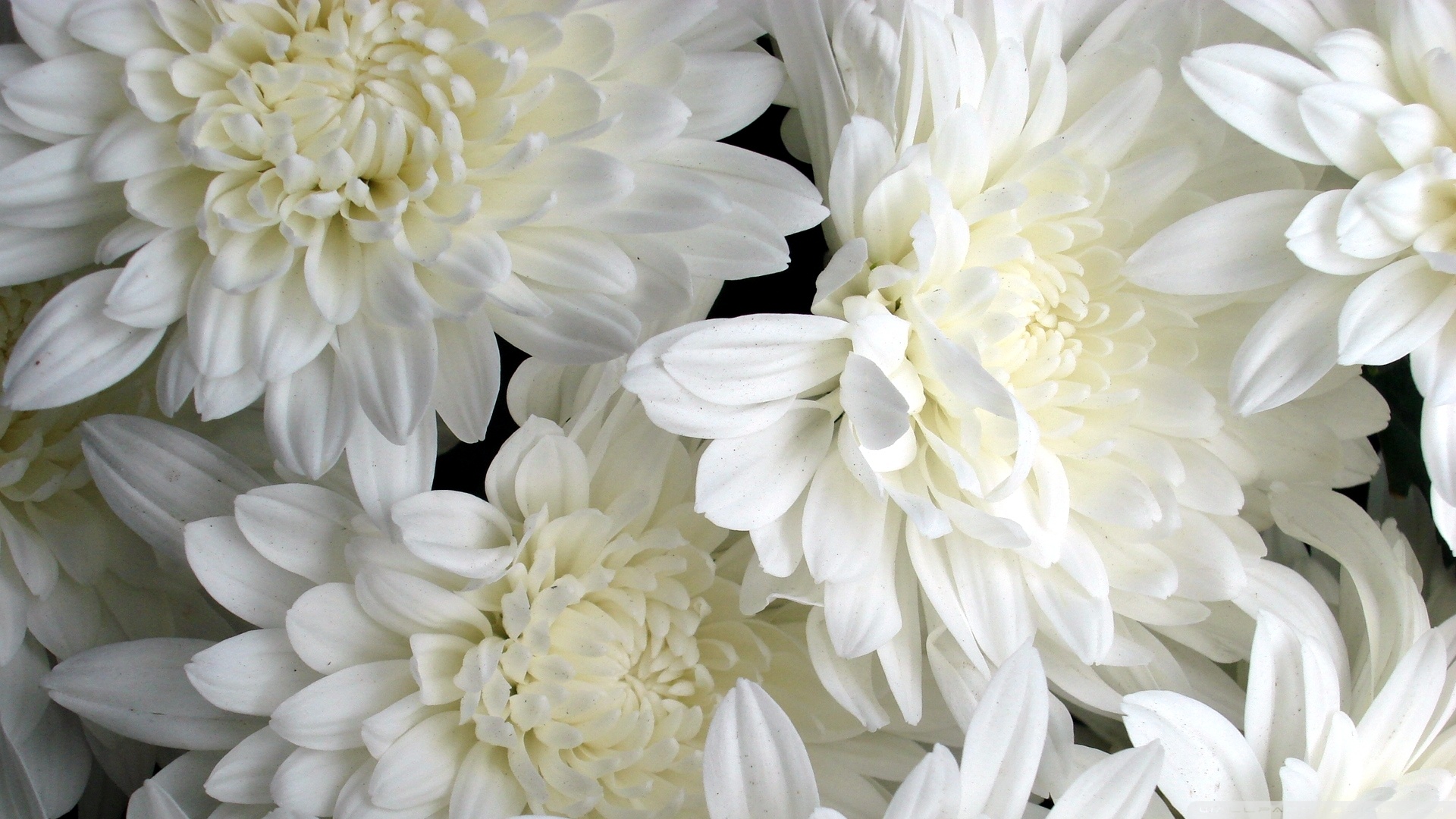 Related Wallpapers - White Flowers Wallpaper Hd , HD Wallpaper & Backgrounds