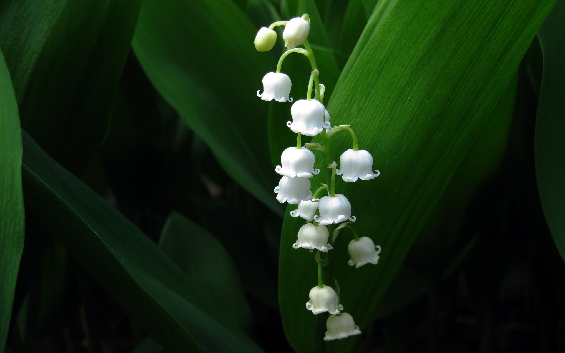 Small White Flowers - Lily Of The Valley Phone , HD Wallpaper & Backgrounds