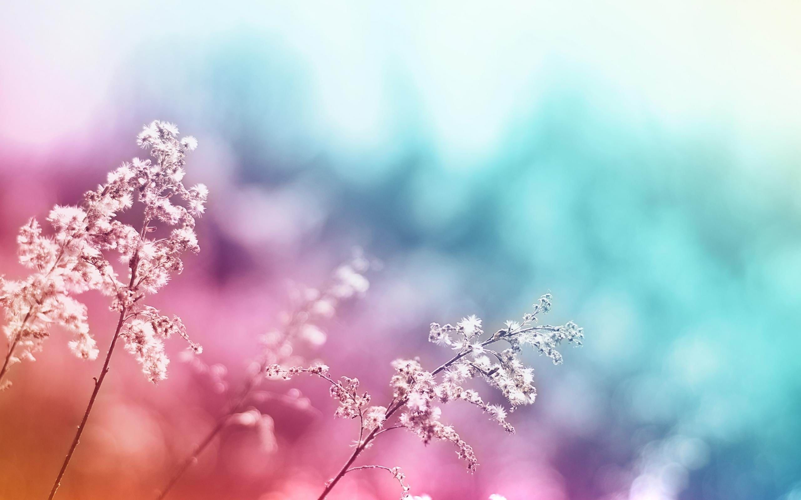 Plants / Color Flowers Hazy-flowers Wallpaper - Pretty Widescreen Desktop Backgrounds , HD Wallpaper & Backgrounds