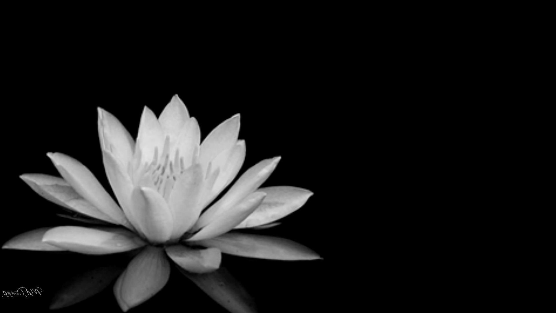 Flower Clipart Black And White Image Flower In Black - Sacred Lotus , HD Wallpaper & Backgrounds