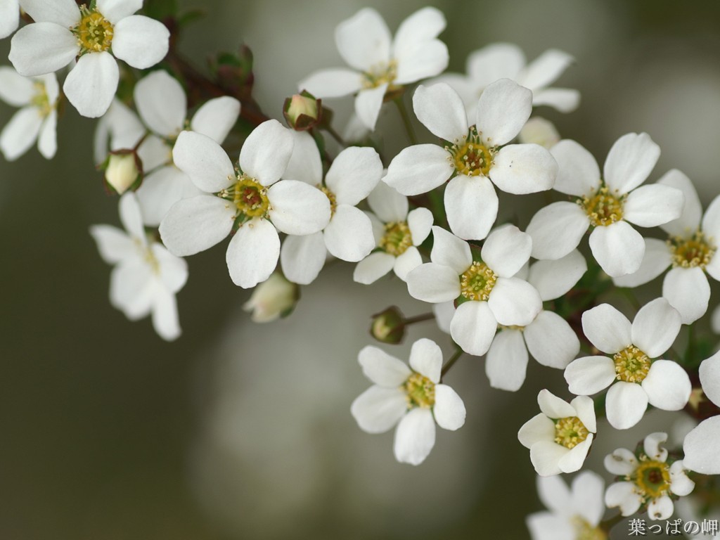 White Flowers Picture - Hd Wallpapers Of White Flowers , HD Wallpaper & Backgrounds