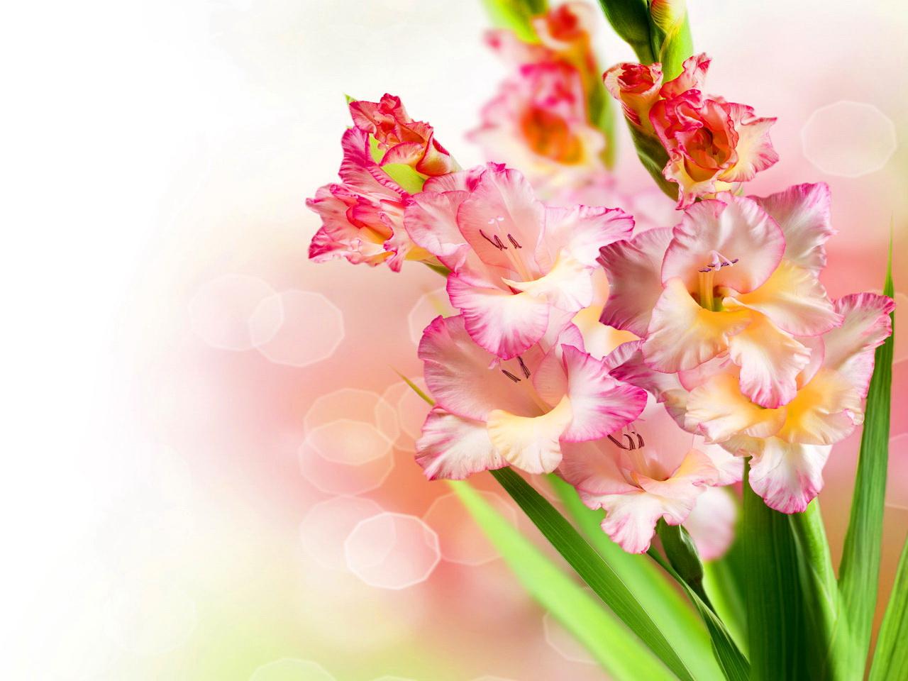 Beautiful Gladiolus Lovely Flower - Gladiolus Background , HD Wallpaper & Backgrounds