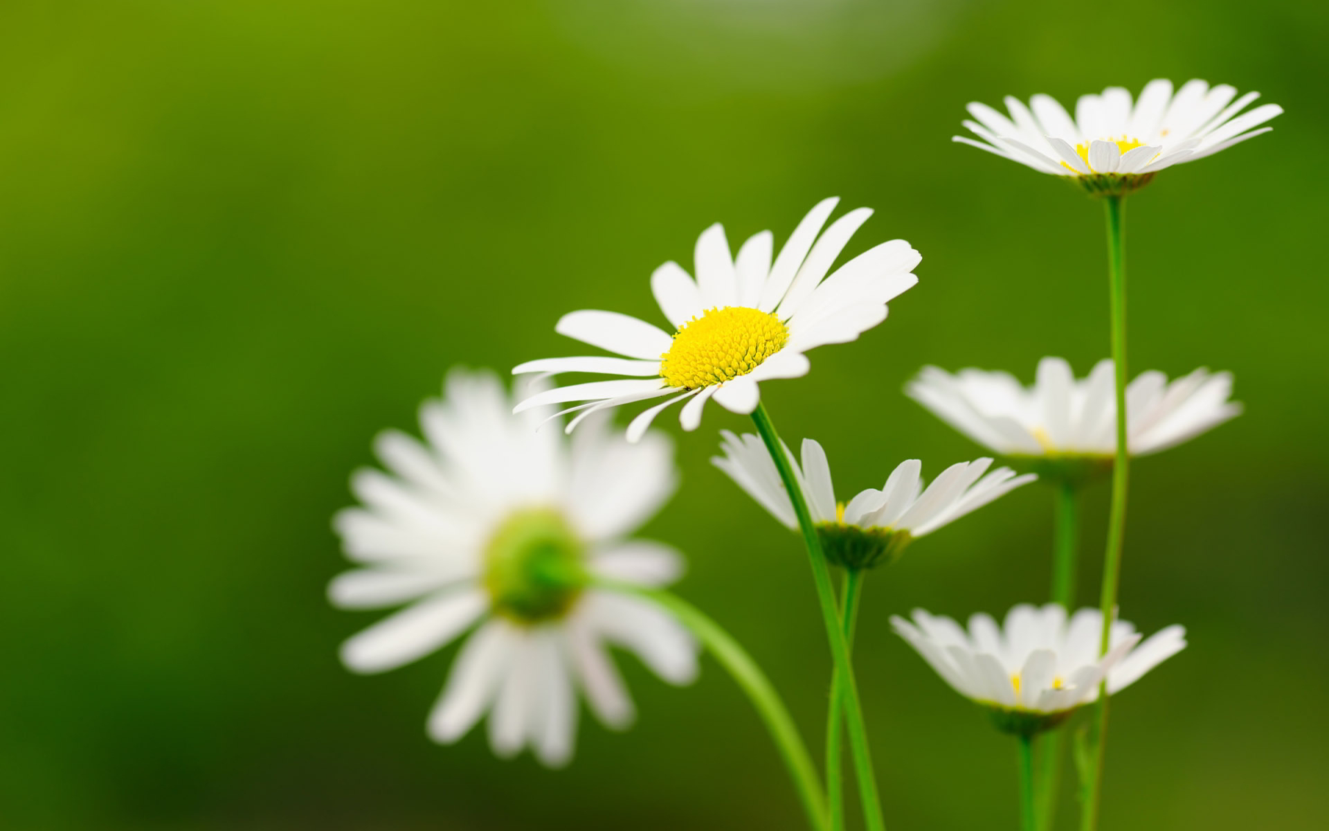 0 Dandelion Flower Wallpapers Hd Wallpapers Id Desktop - Beautiful Flowers With Life Quotes , HD Wallpaper & Backgrounds