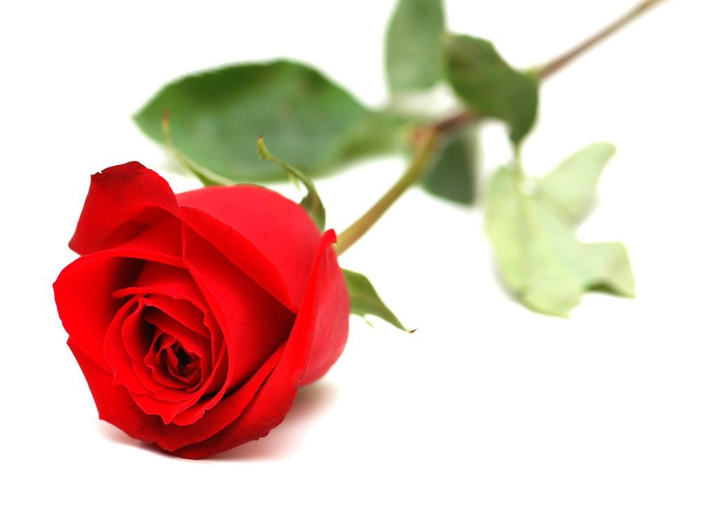 Love Flower Wallpaper Hd - White Background High Resolution Red Rose , HD Wallpaper & Backgrounds